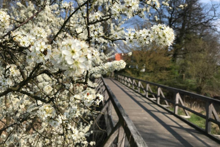Brücke hinter Blüten