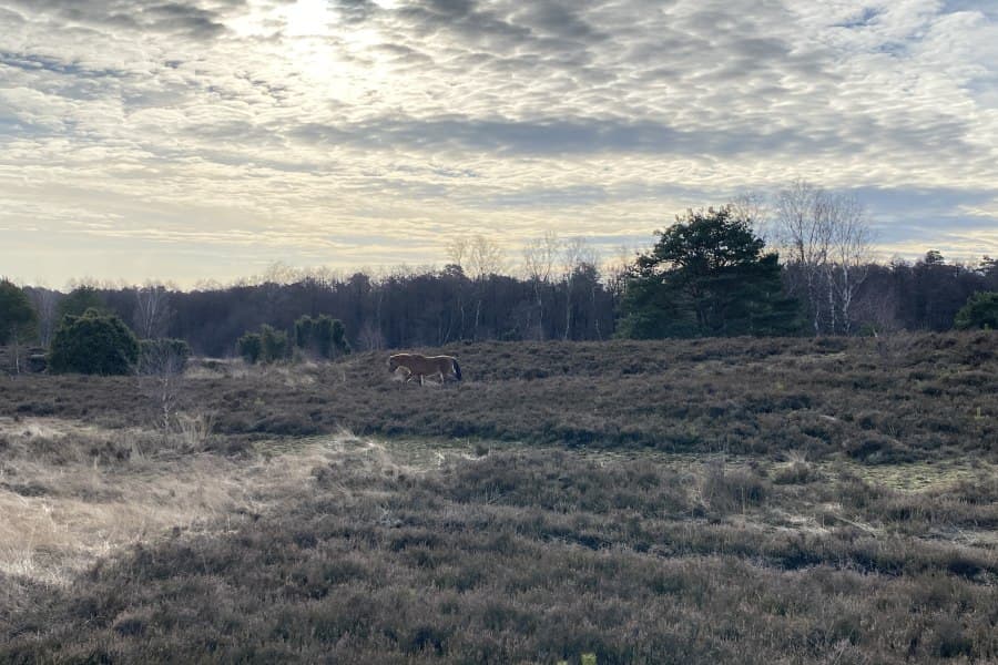 Dülmener Pferd im Radenbachtal