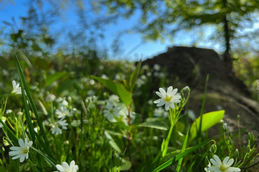 Große Sternmiere an der Örtze