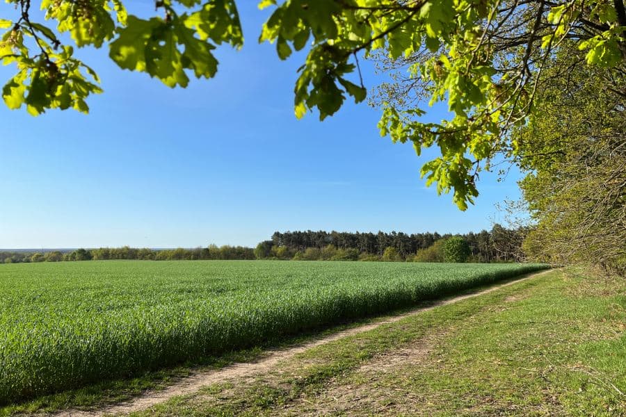 Blick auf ein Feld am Eitzberg