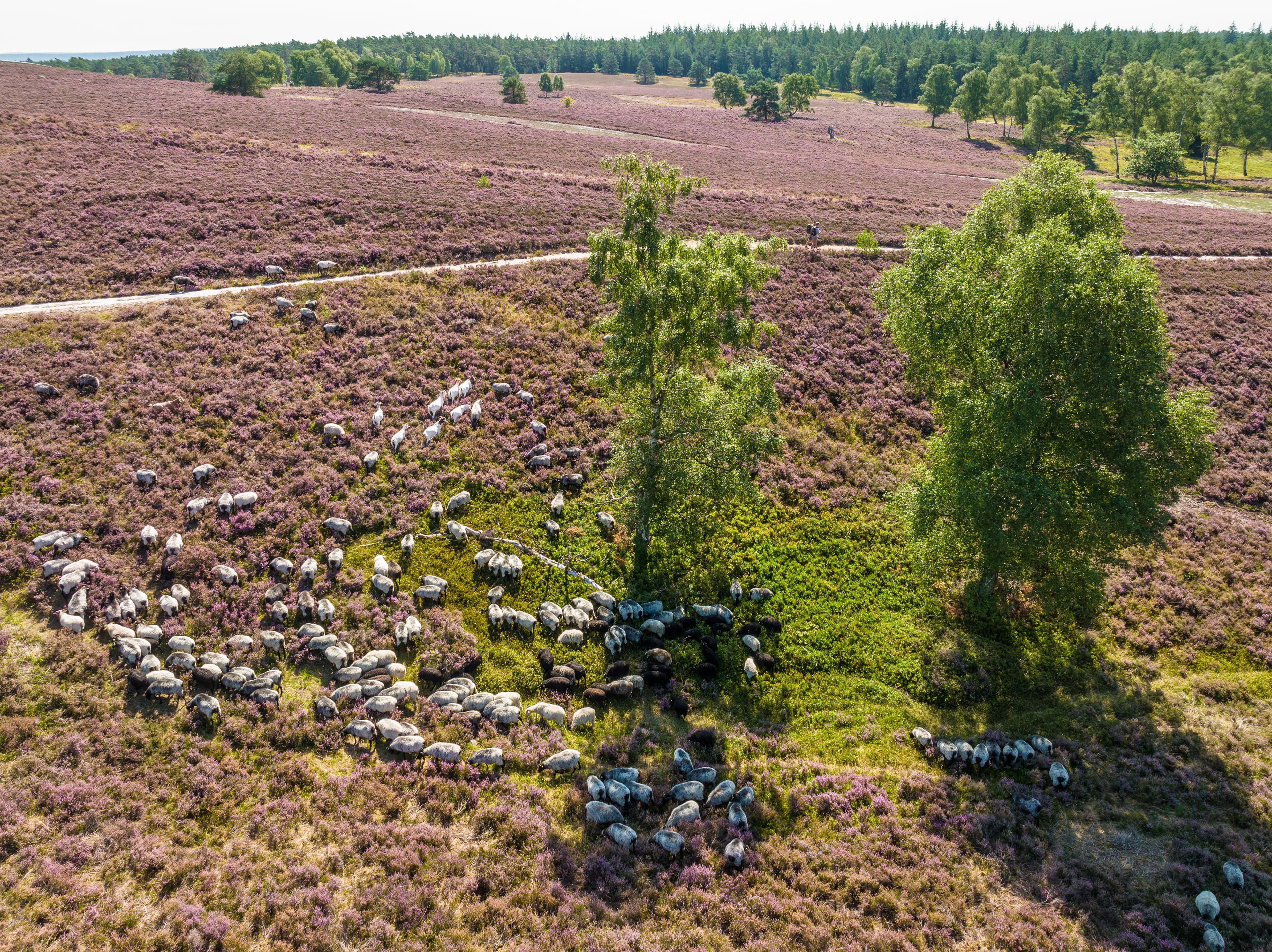 Heidschnuckenherde am Brunsberg Sprötze Heidschnuckenweg Wandern