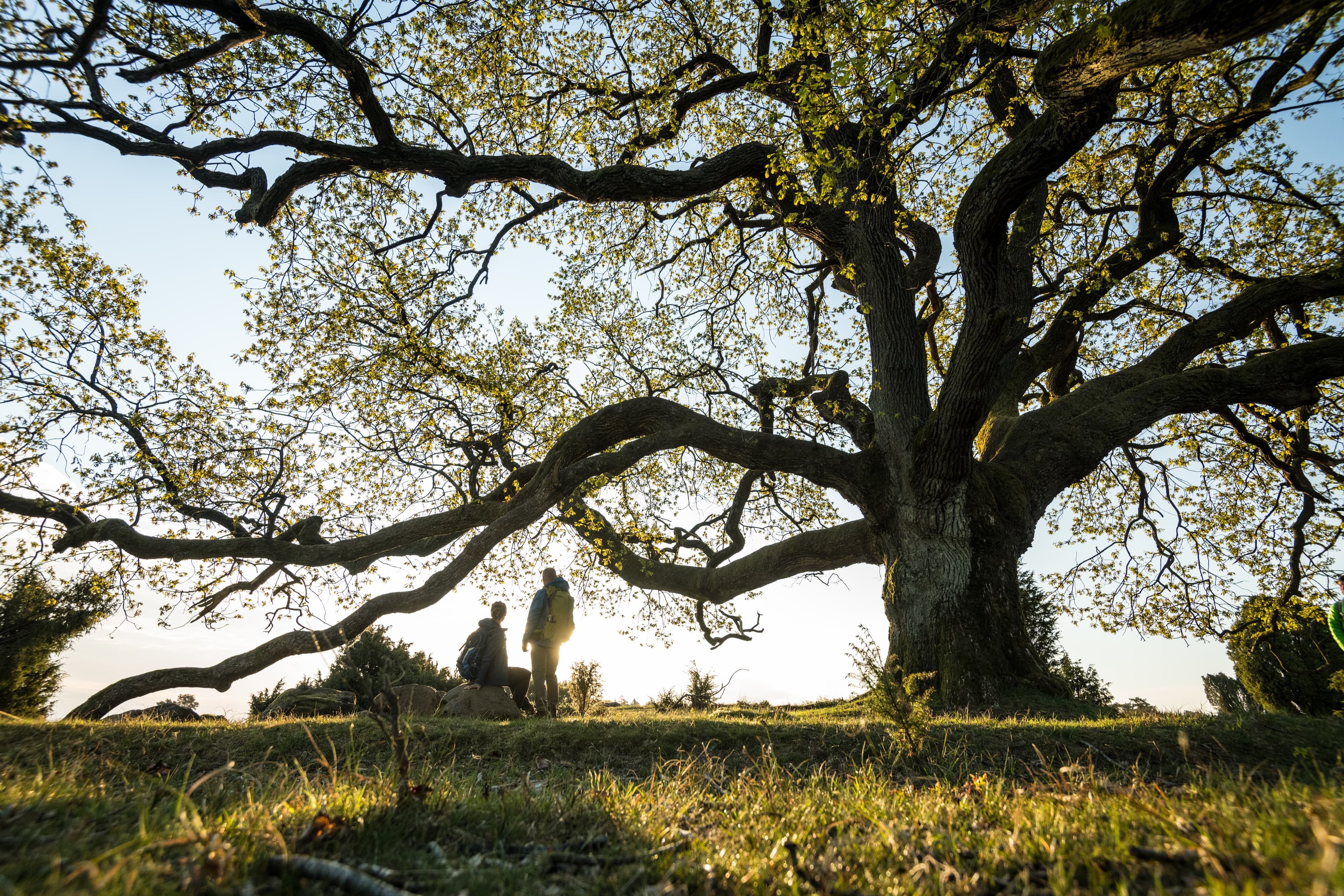 Baum am Totengrund am Wanderweg Heidschnuckenweg Wanderer