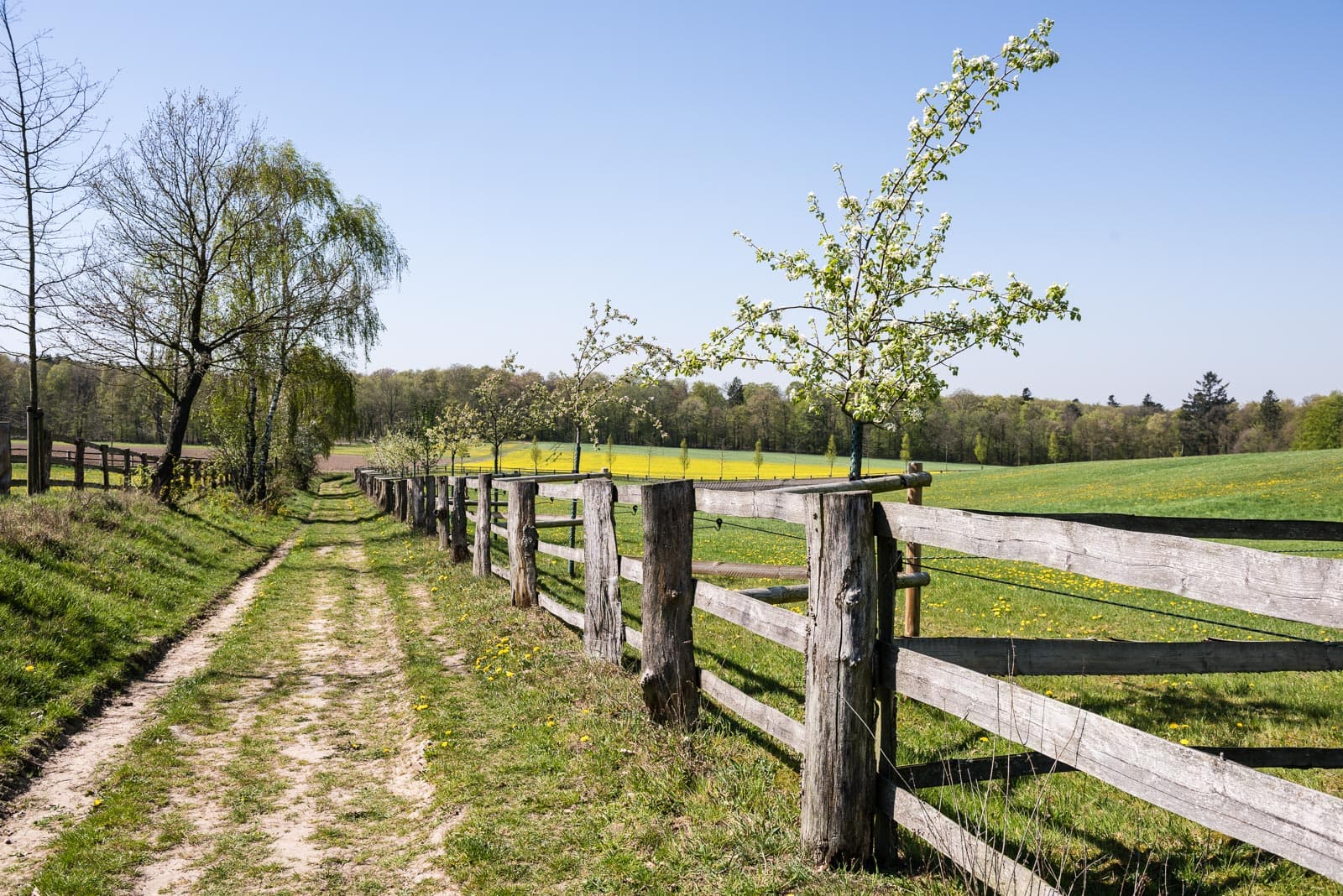 Wandern im Frühling auf dem Heidschnuckenweg