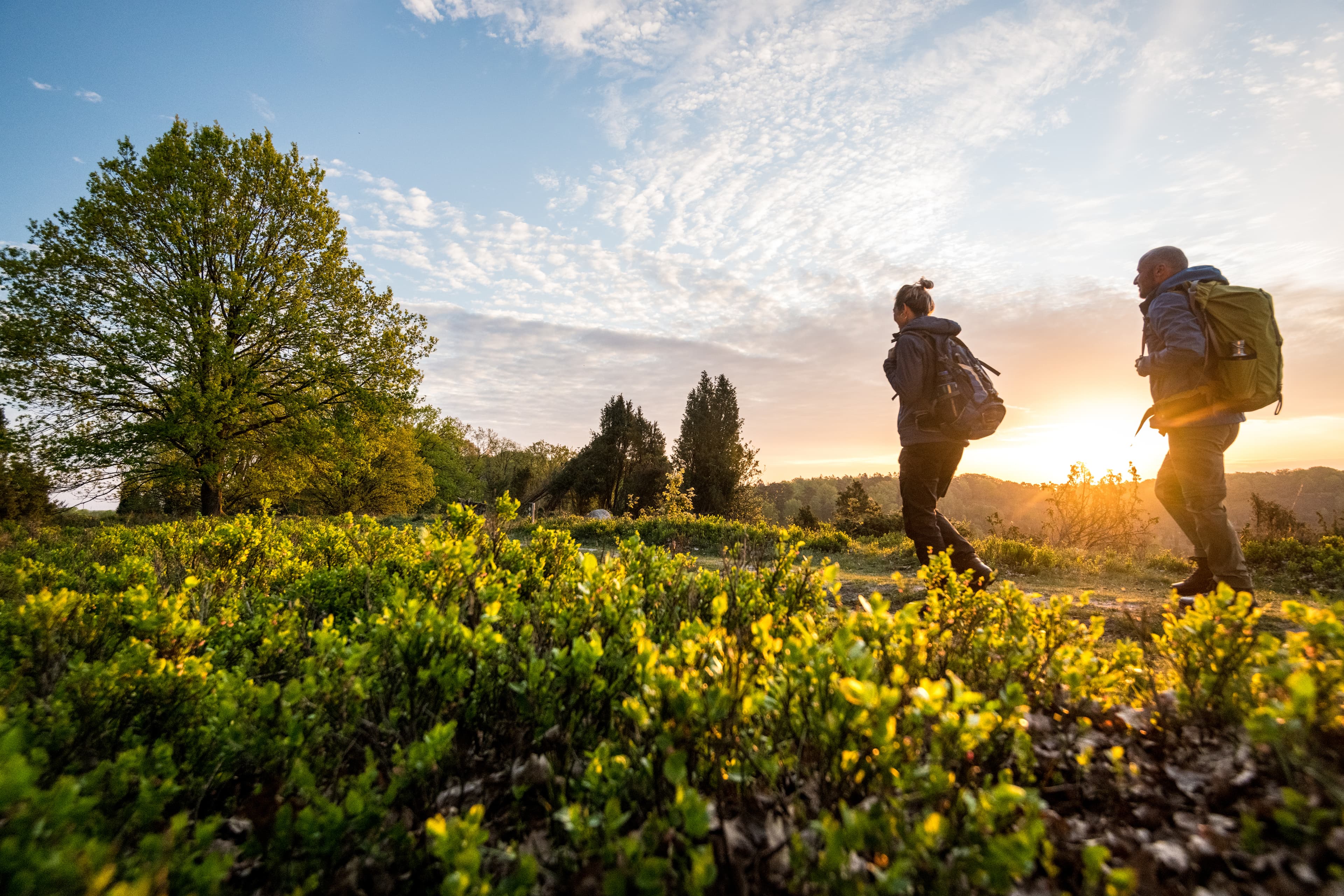 Totengrund Frühling Heidschnuckenweg Wandern Sonne Lüneburger Heide
