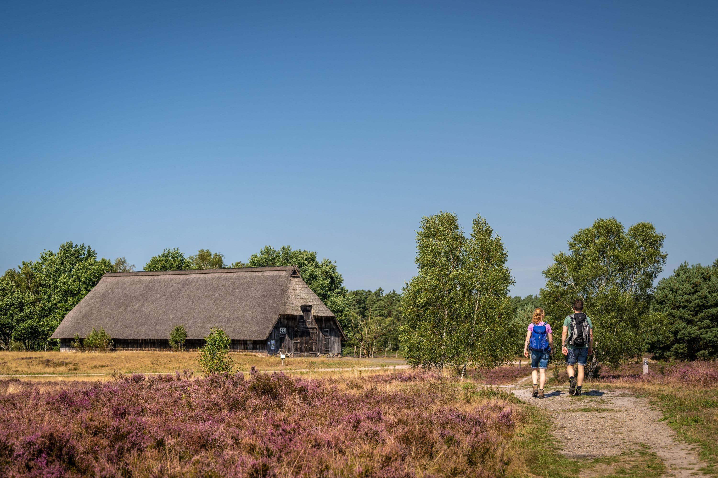 Weseler Heide Undeloh am Heidschnuckenweg Wandern