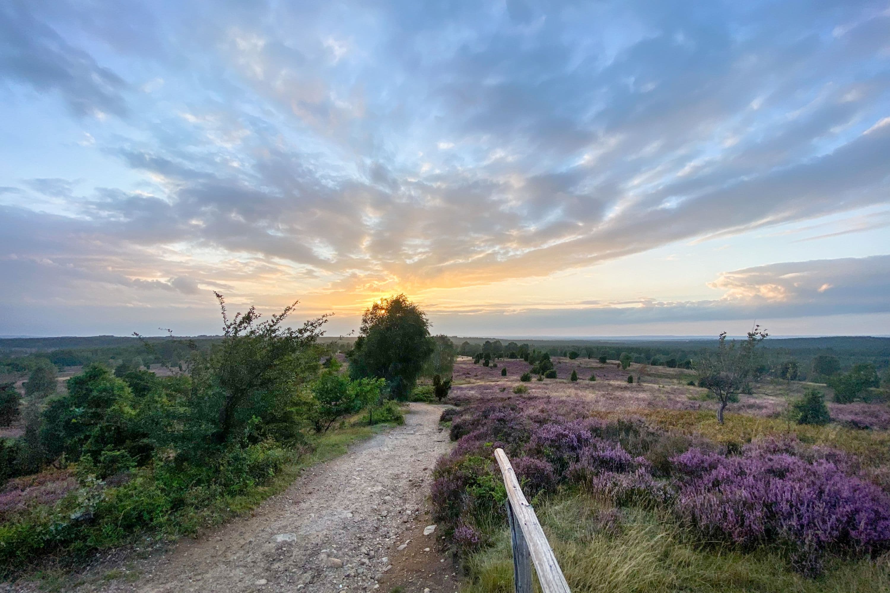 Bispingen Wilseder Berg Heidebluete Sonnenuntergang