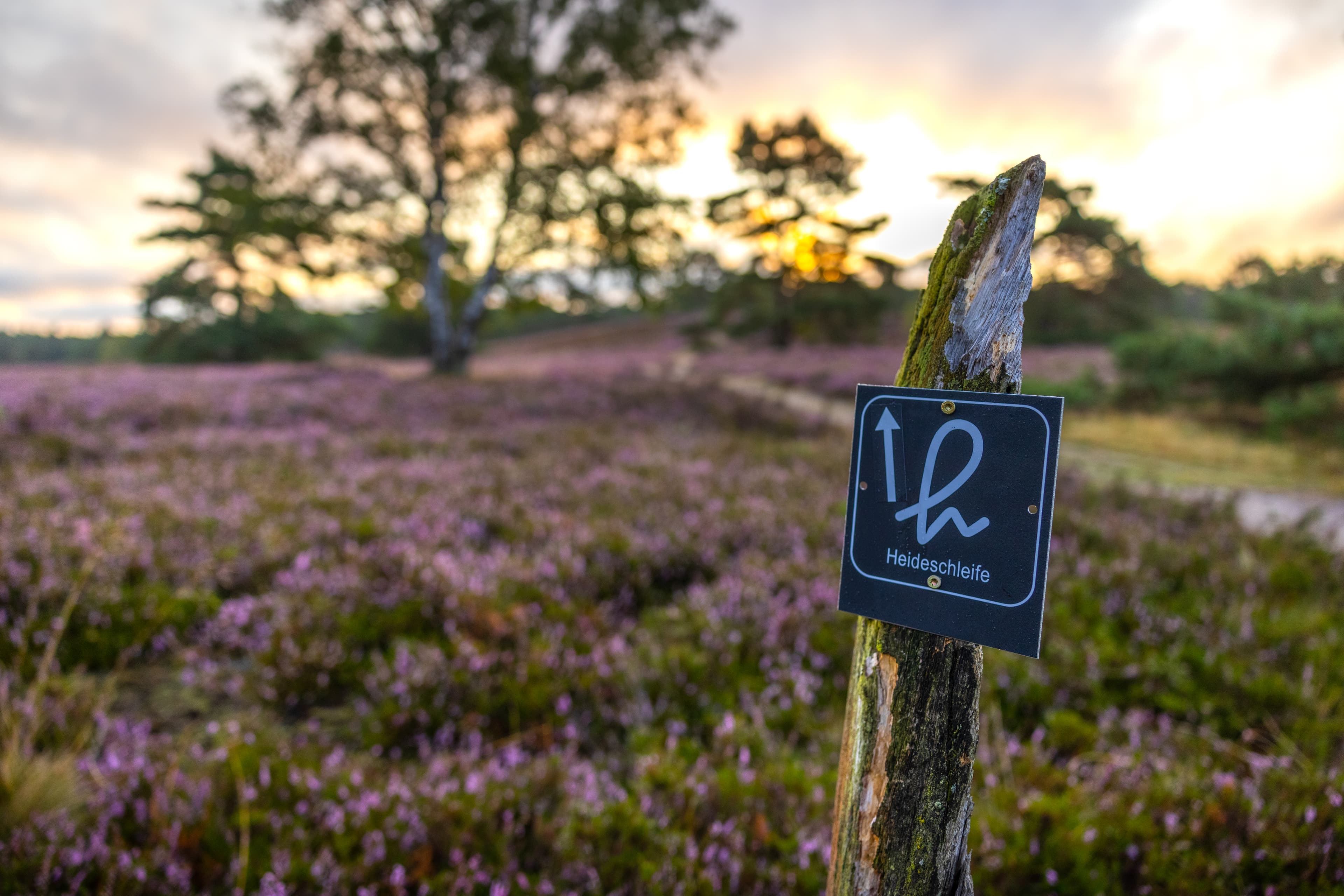 Heideschleife Wanderweg durch die Fischbeker Heide