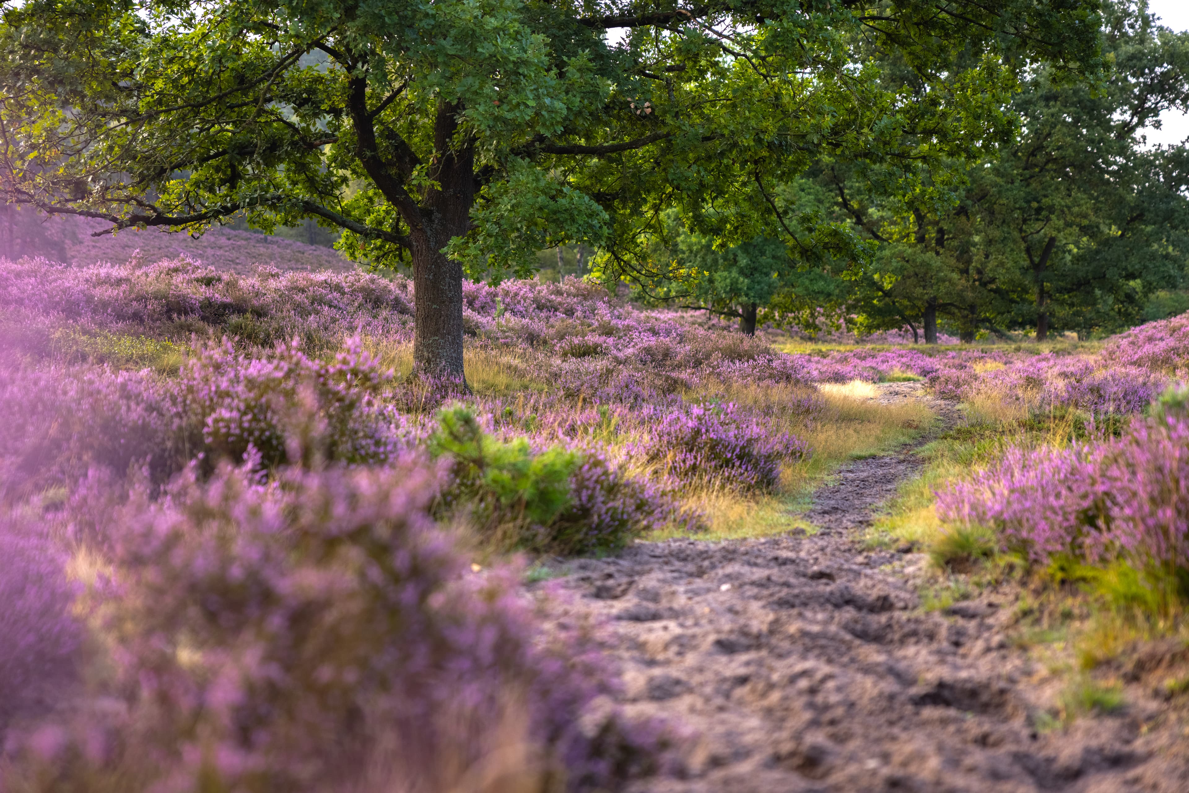 Lila Landschaft zur Heideblüte im August / September in der Fischbeker Heide