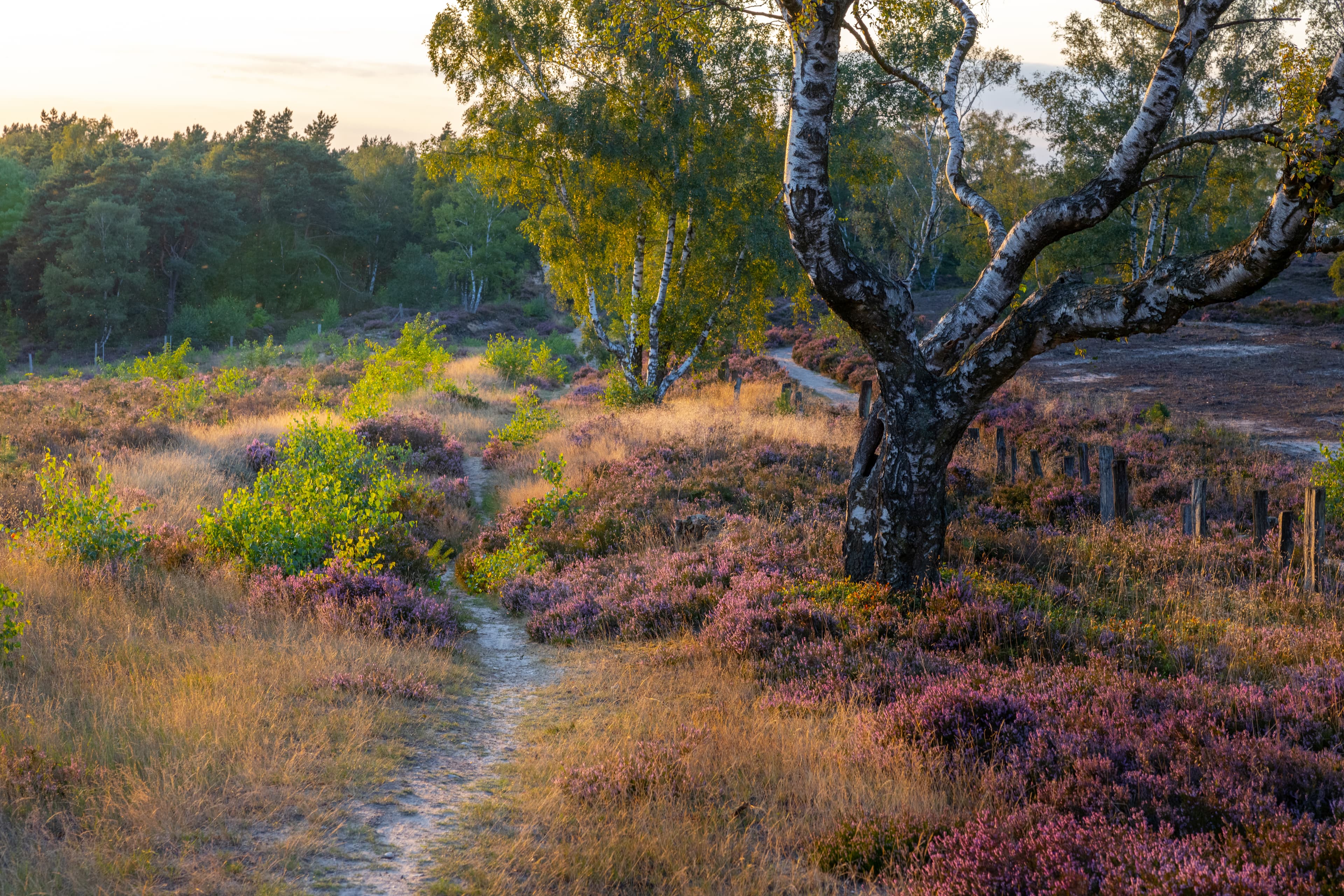 Pfade durch die Heidefläche in der Fischbeker Heide