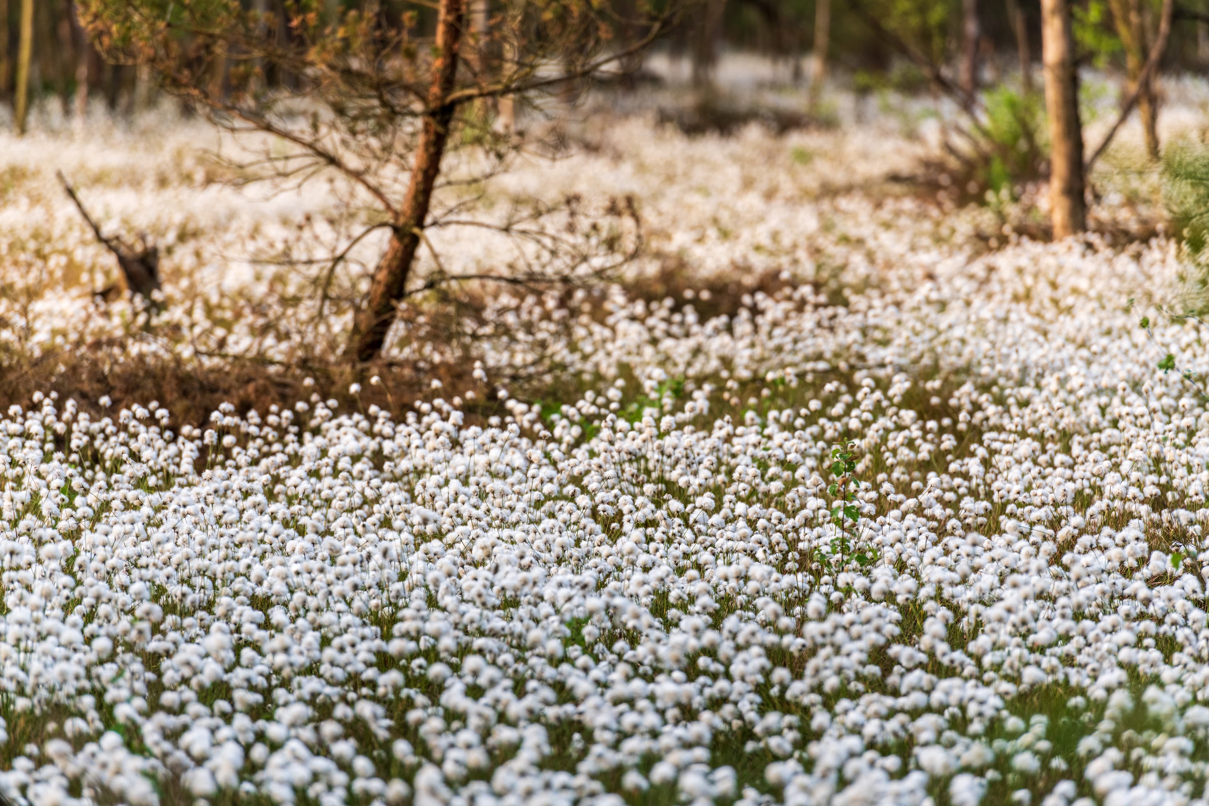 Wandern im Frühling während der Wollgrasblüte auf der Heideschleife Pietzmoor
