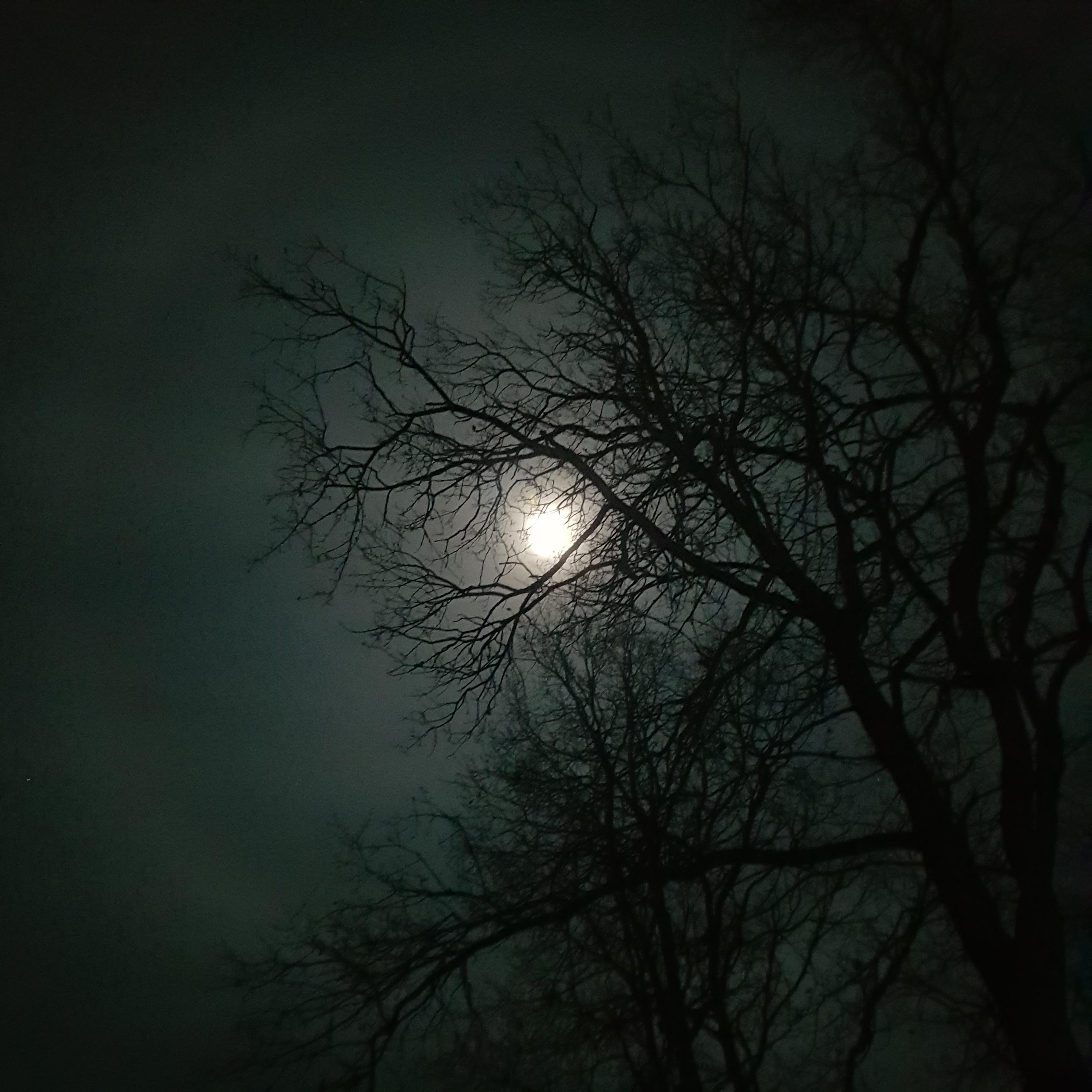 WALDnacht im Mondschein