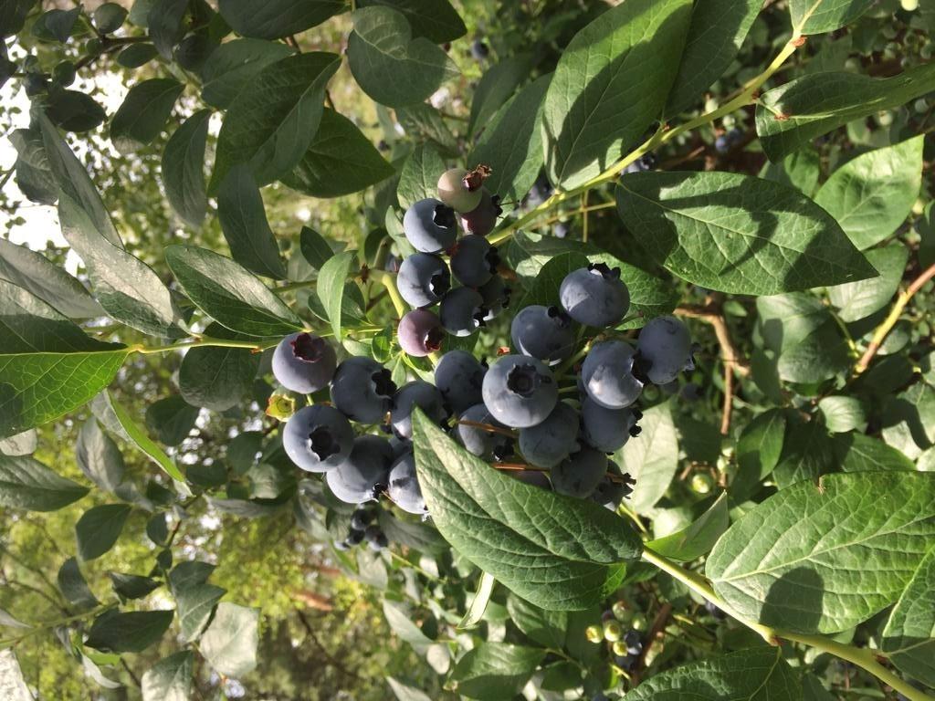 Heidelbeeren & Co: Infos rund um die blauen und roten Vitaminbomben auf den Beerenplantagen Deeke und Alps