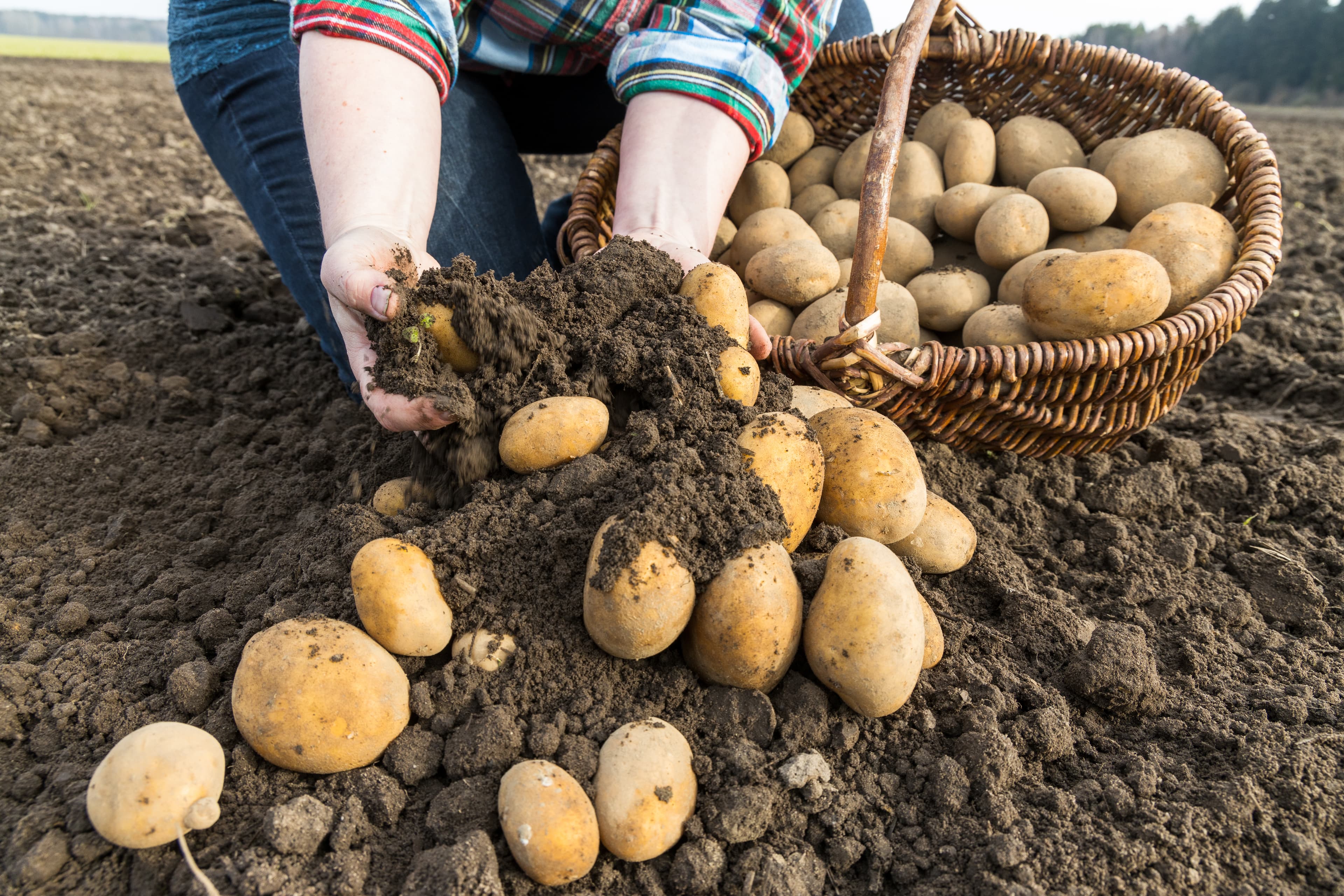 Heidekartoffeln vom Feld