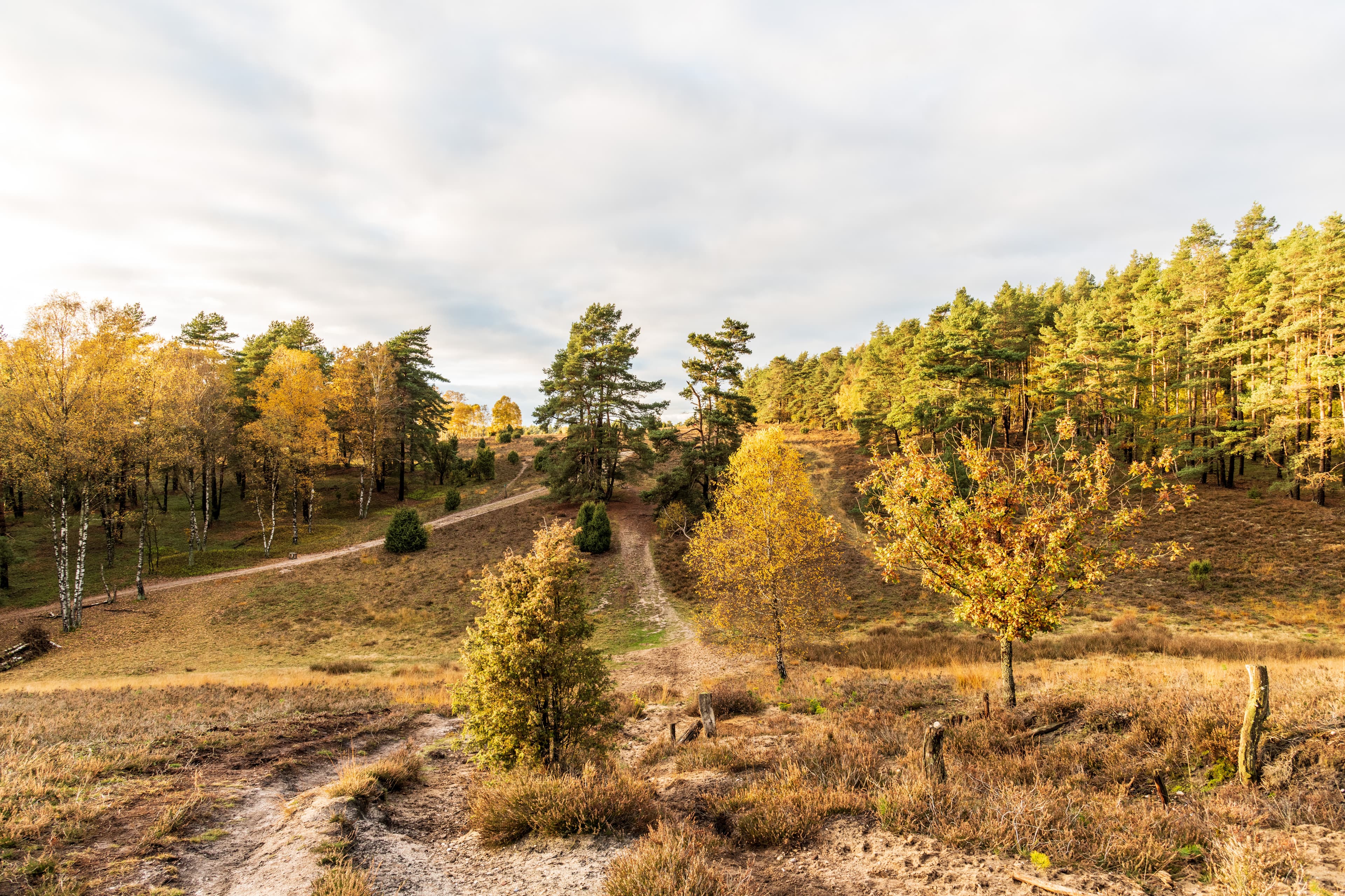 Misselhorner Heide Hermannsburg im Herbst Heidschnuckenweg