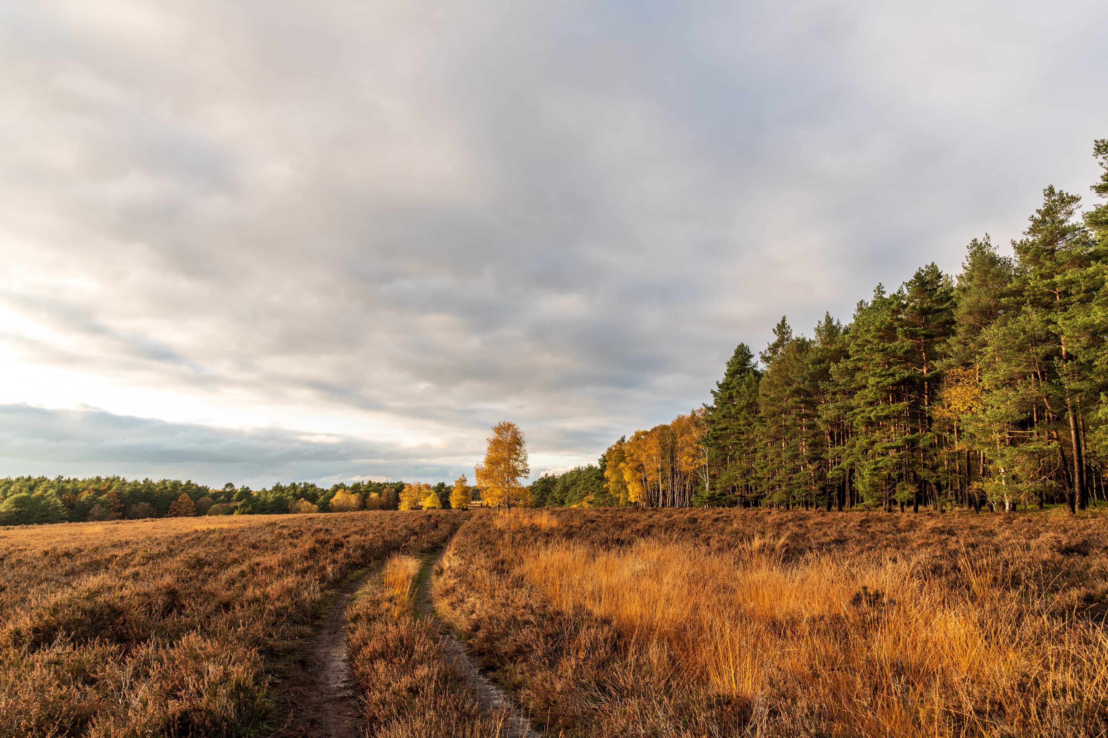 Herbstfarben in der Misselhorner Heide am Heidschnuckenweg in Hermannsburg