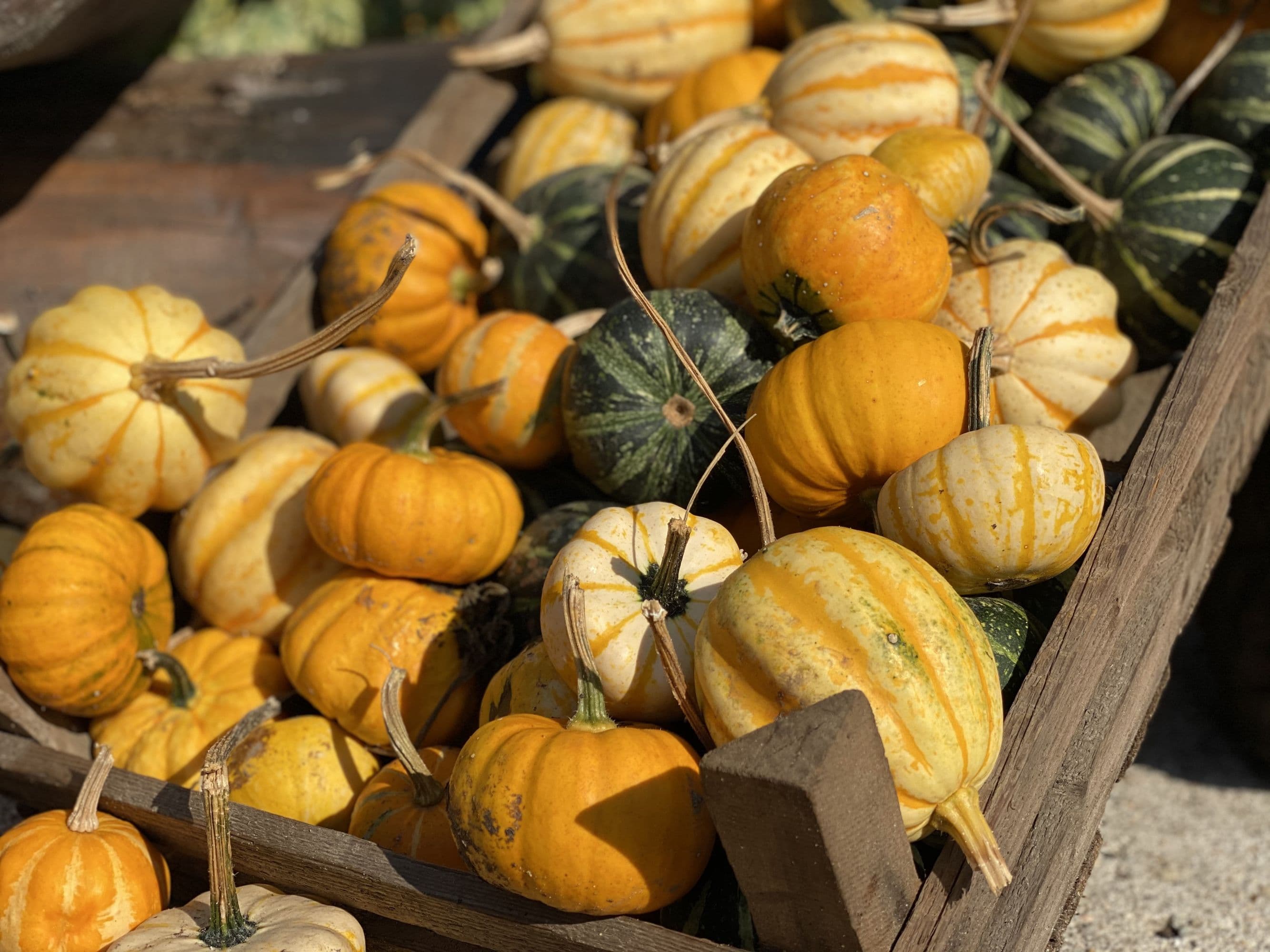 Kürbisse des Drewes Hofladens in Hermannsburg in der Lüneburger Heide im Herbst