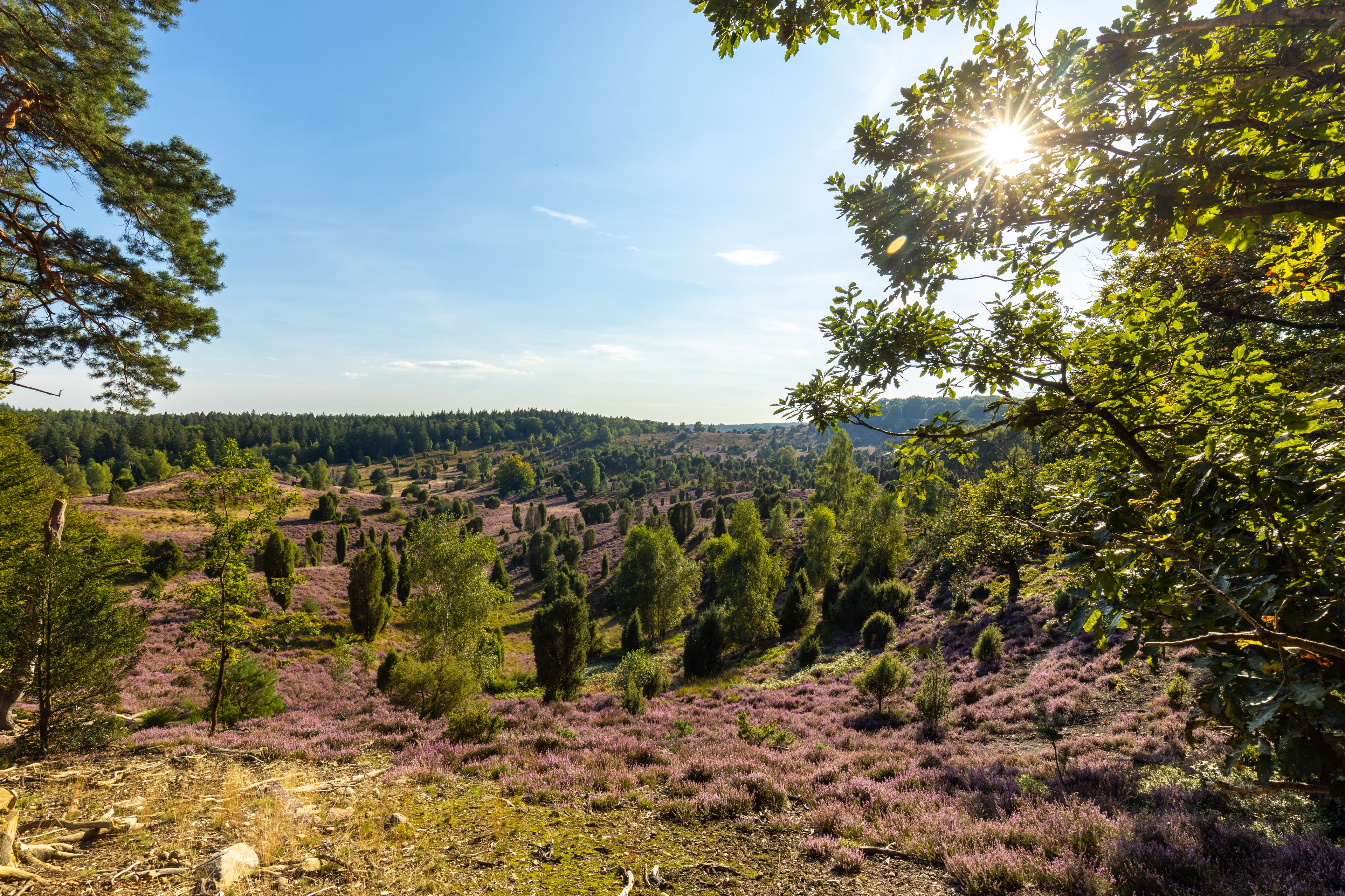Heideblüte Totengrund Bispingen