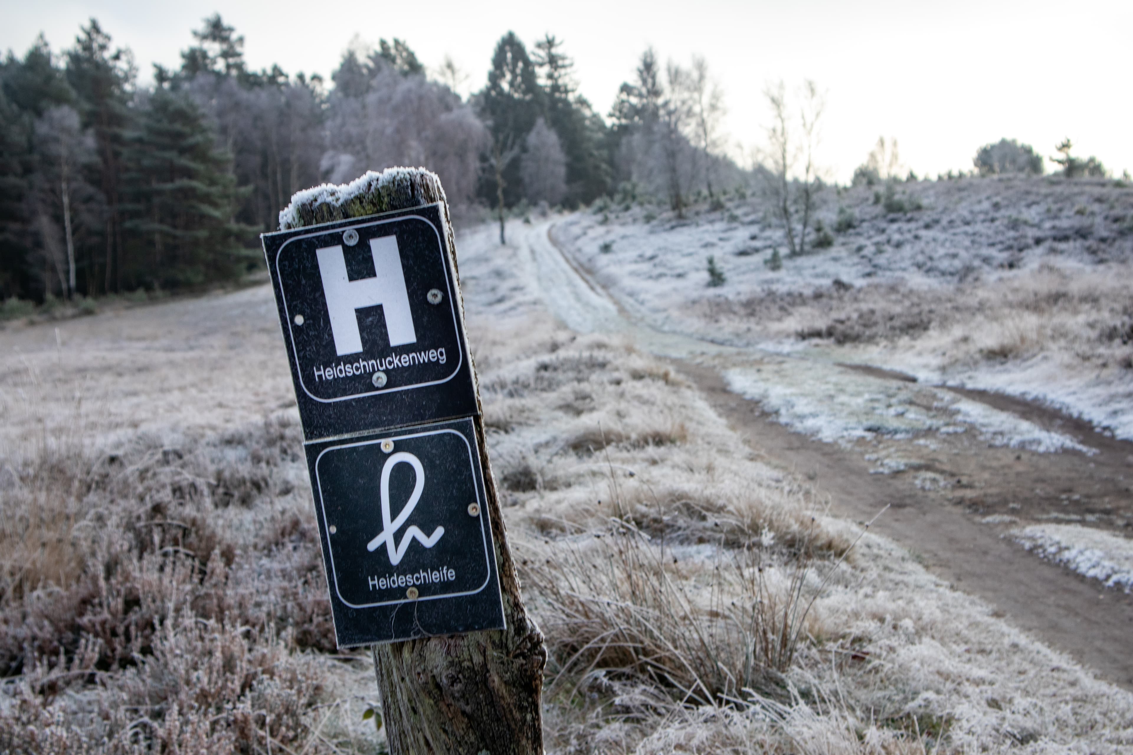 Undeloh Weseler Heide Winter Heidschnuckenweg
