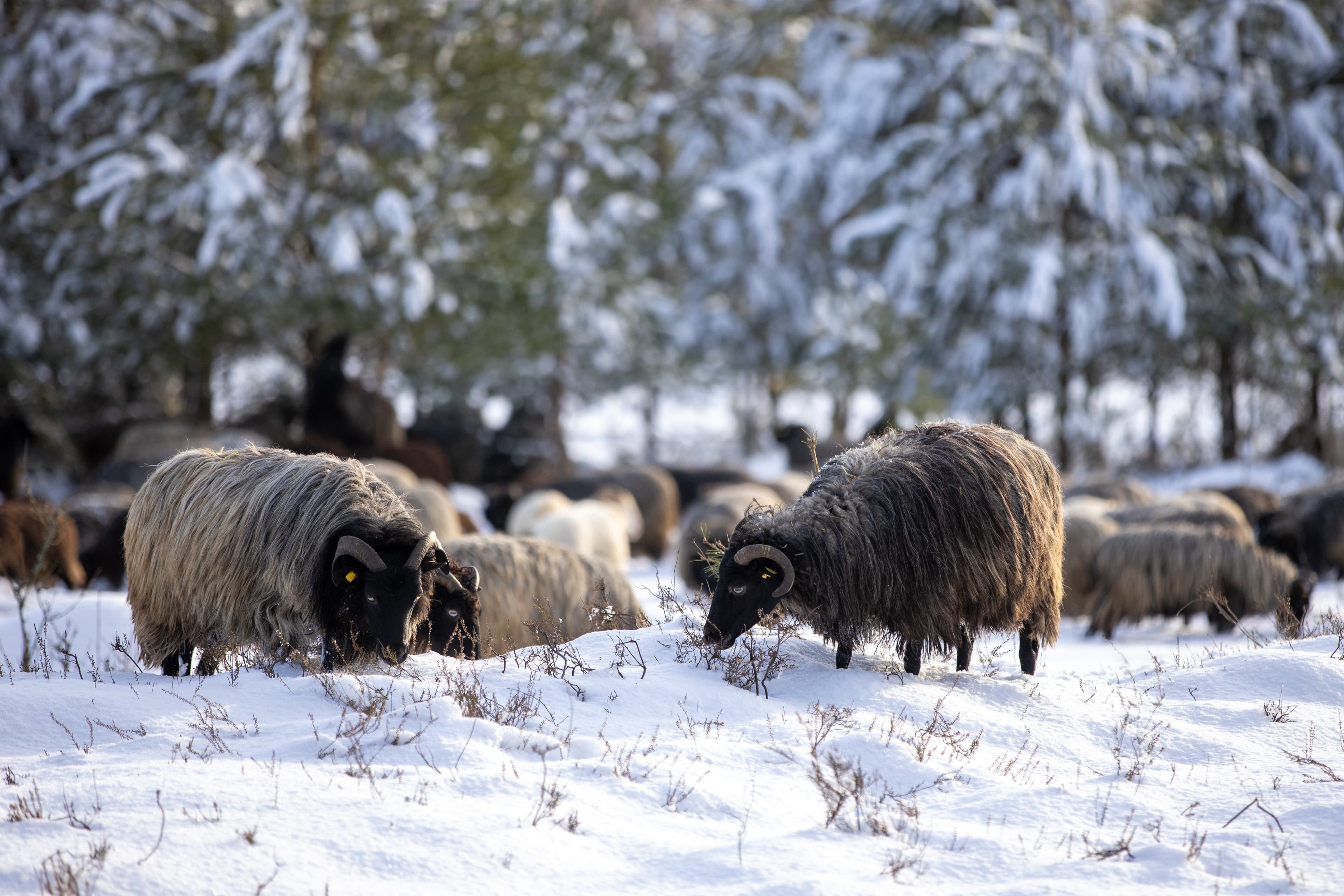 Oberohe Oberoher Heide Heidschnucken Winter Schnee