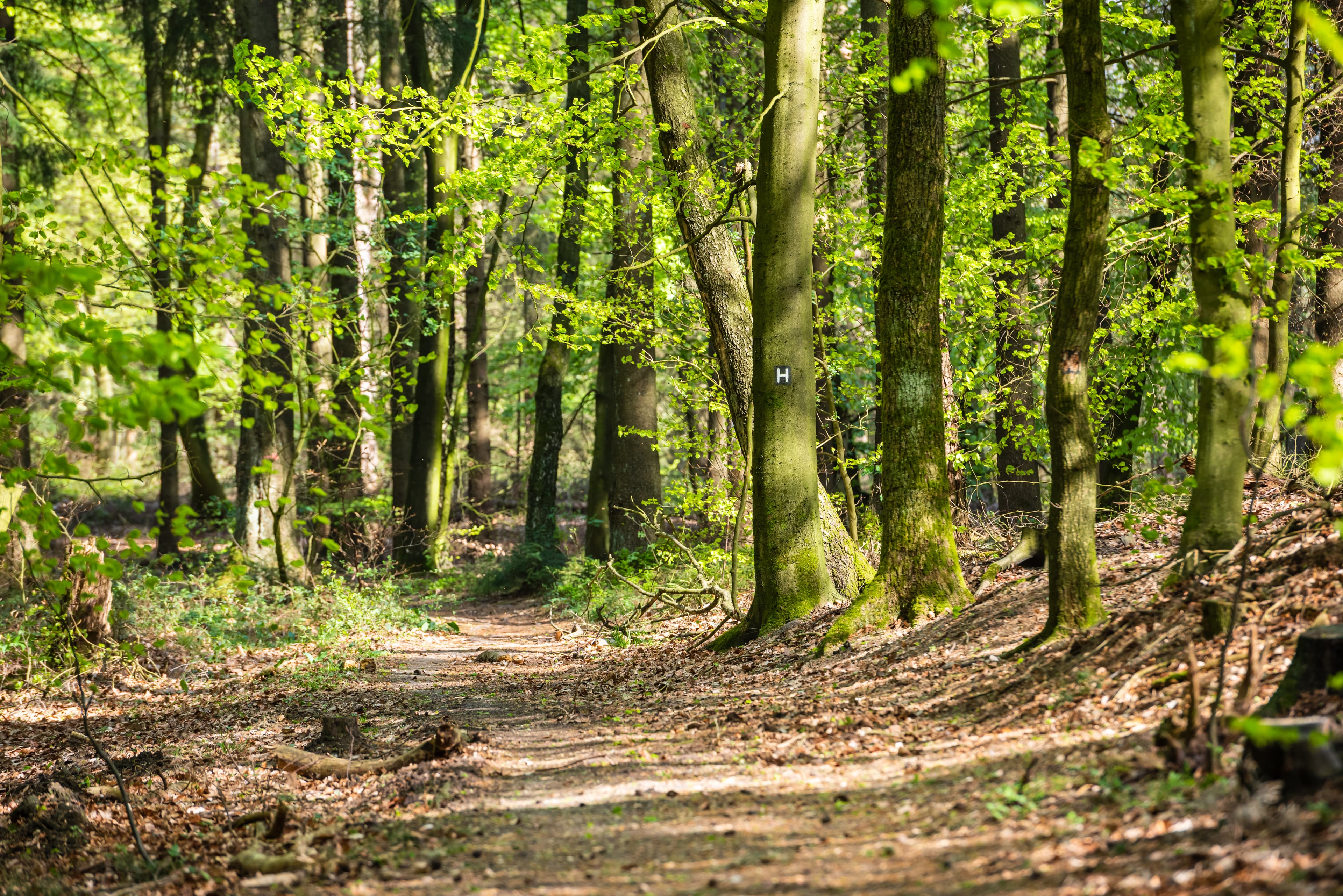 Heidschnuckenweg Fruehling Etappe 1 Lüneburger Heide