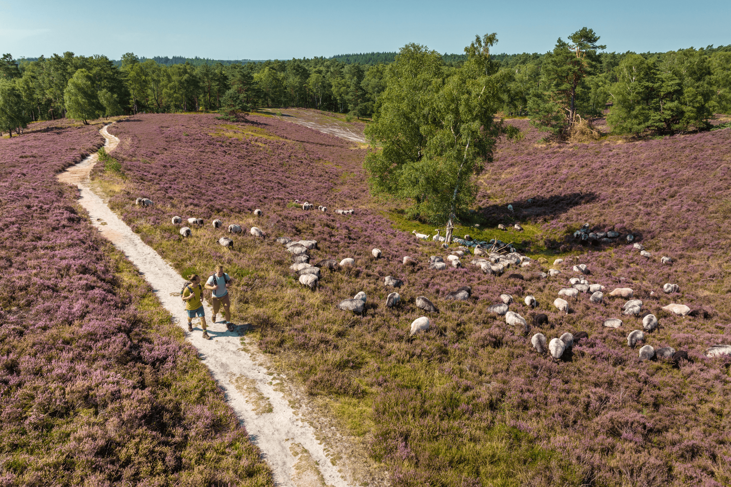 Heidschnucken in der Heide am Wanderweg