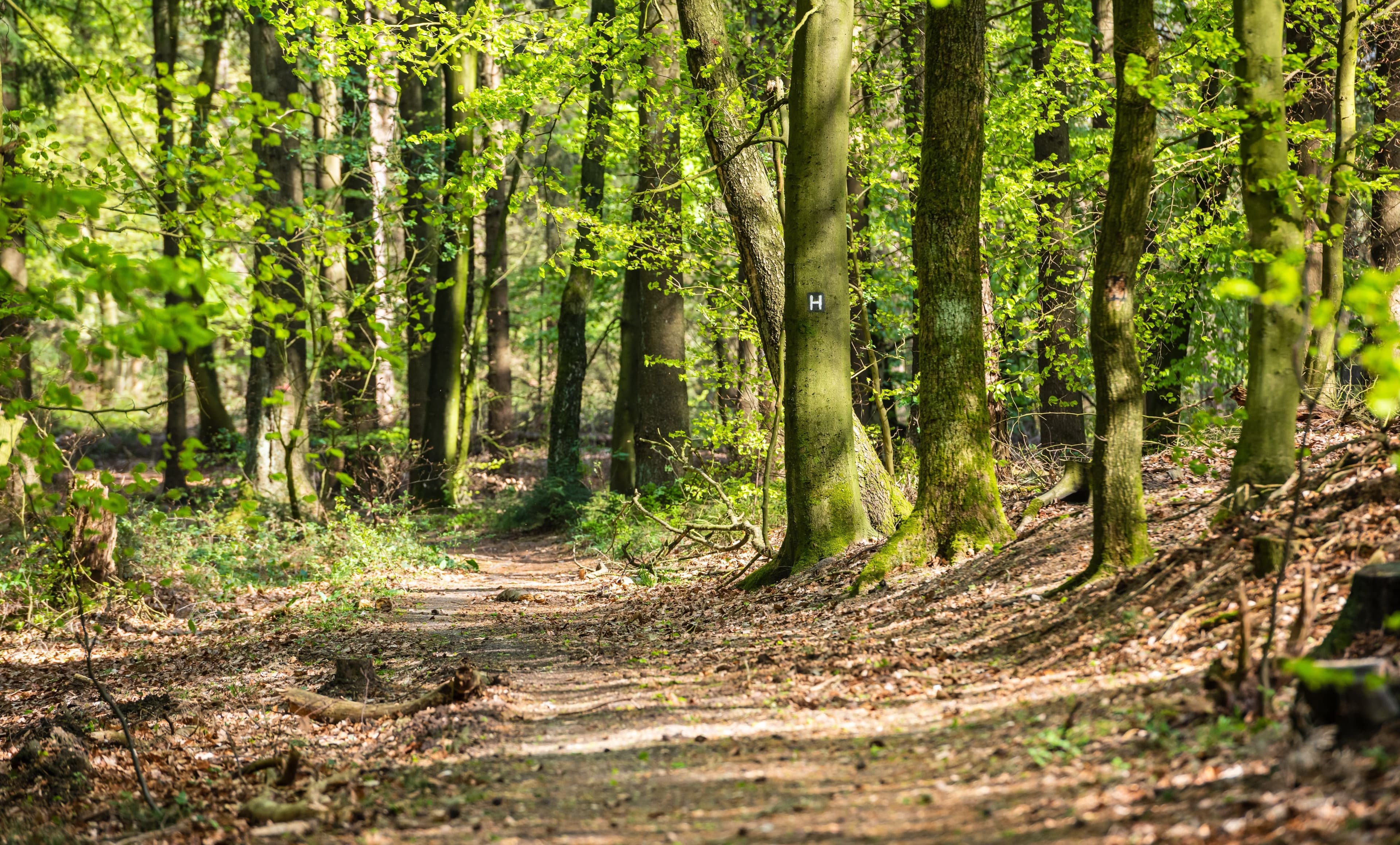 Heidschnuckenweg durch den Buchenwald zwischen bei Langenrehm