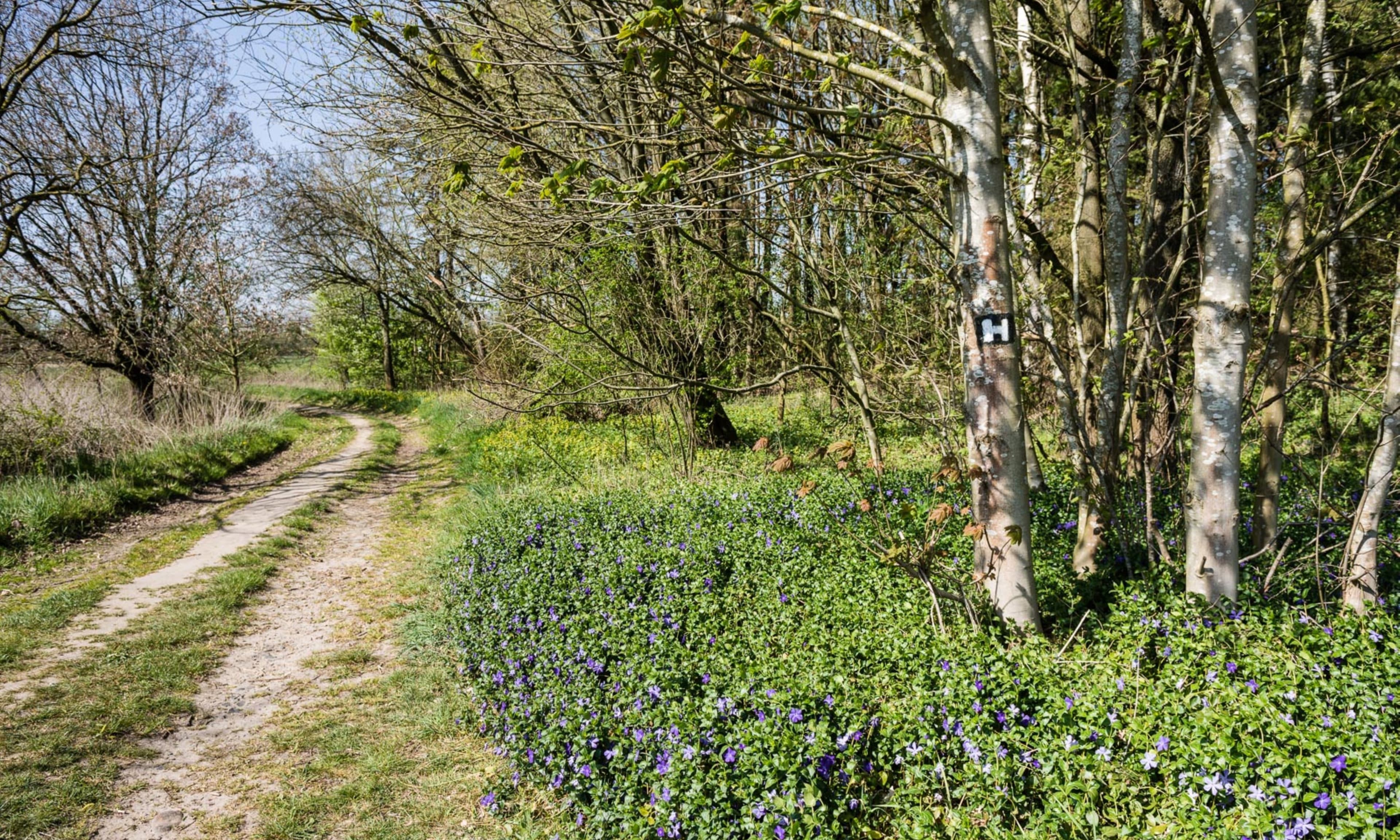 Frühlingserwachen auf dem Heidschnuckenweg zwischen Hamburg und Buchholz