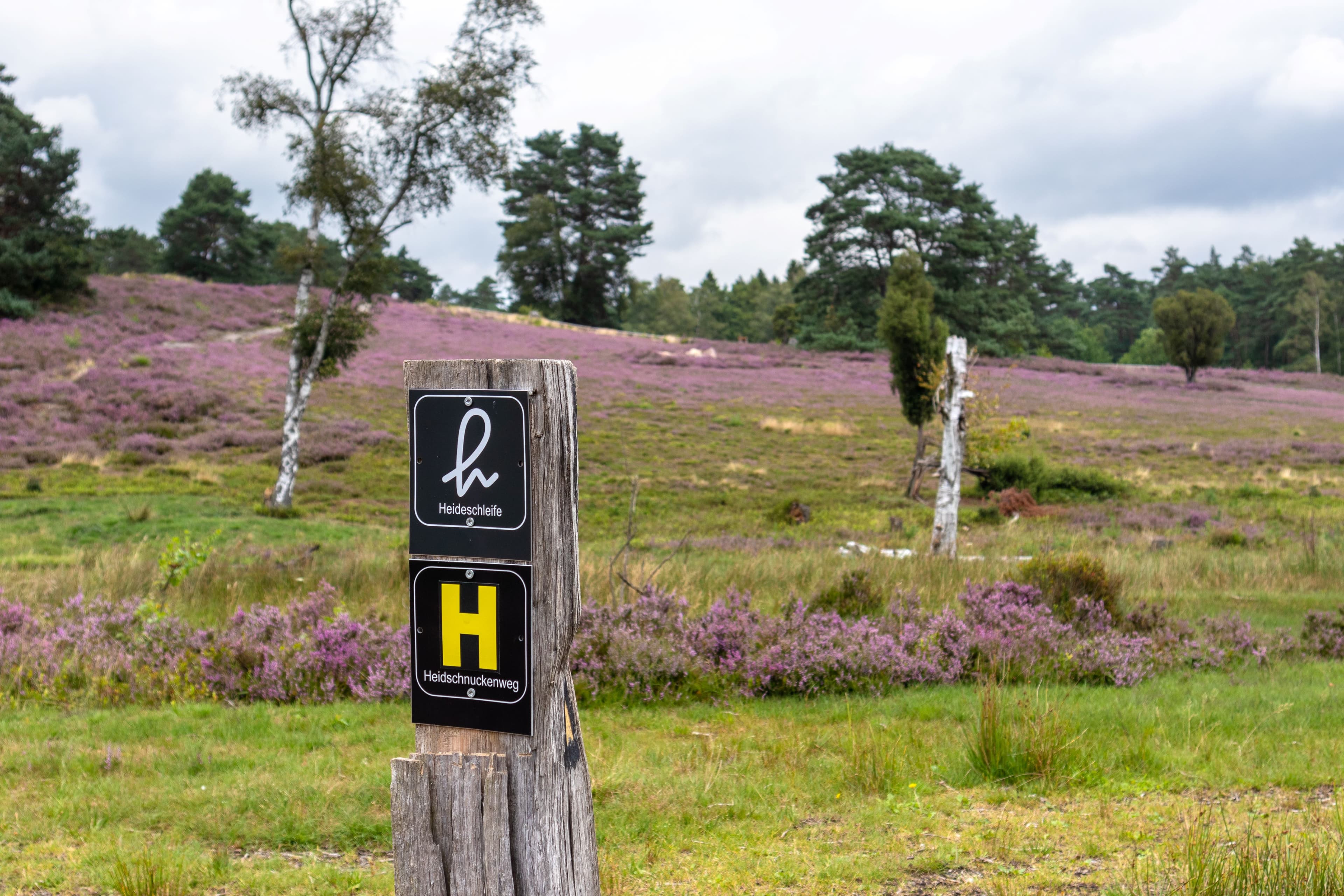 Heideschleife im Büsenbachtal am Heidschnuckenweg