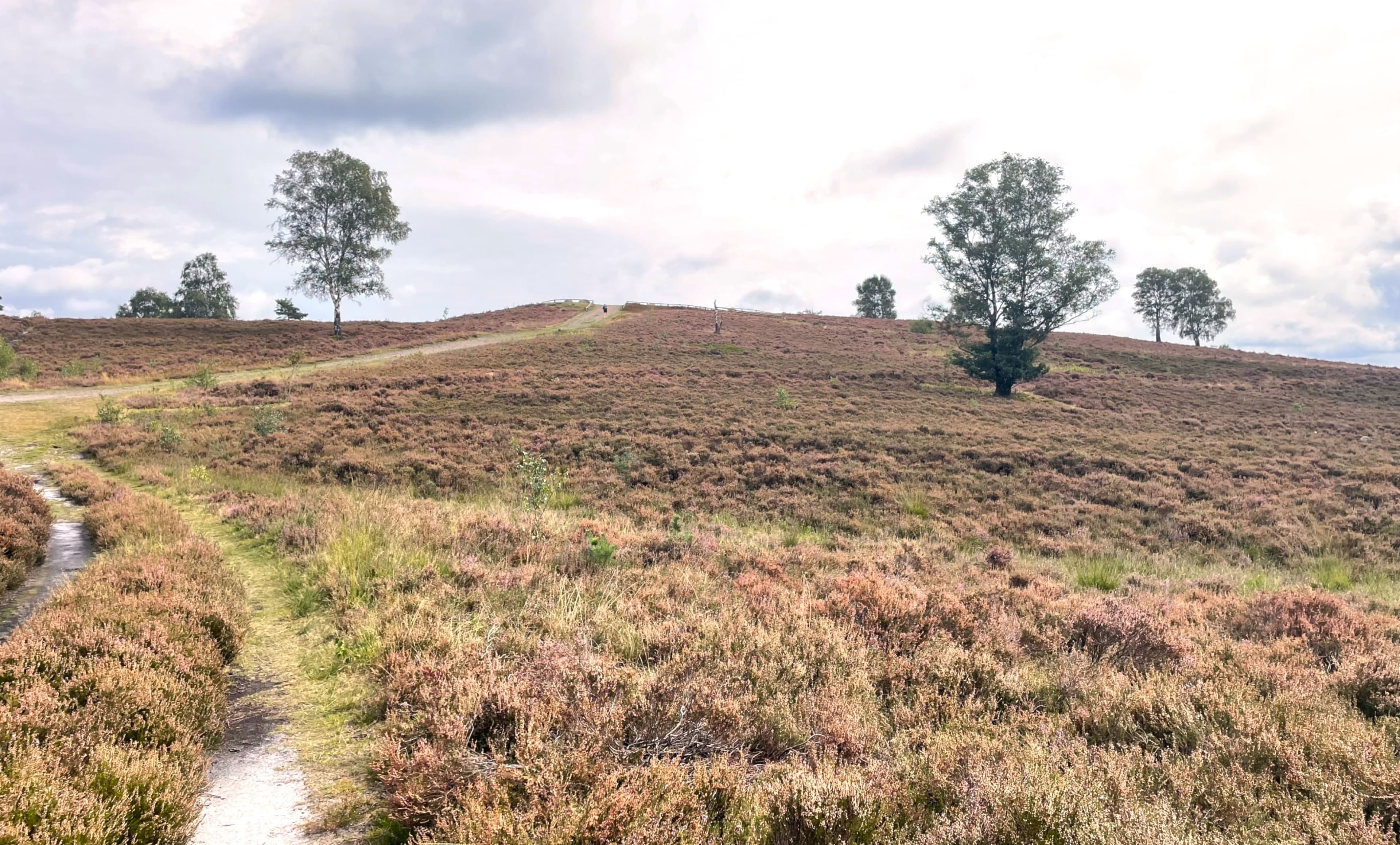Wandern auf dem Heidschnuckenweg in der Lüneburger Heide