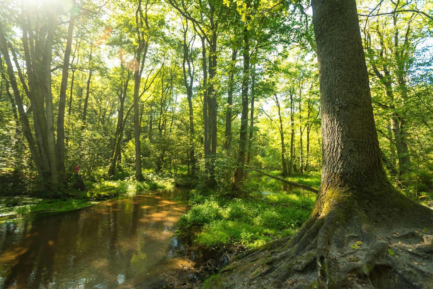 Wandern auf dem Heidschnuckenweg in der Lüneburger Heide