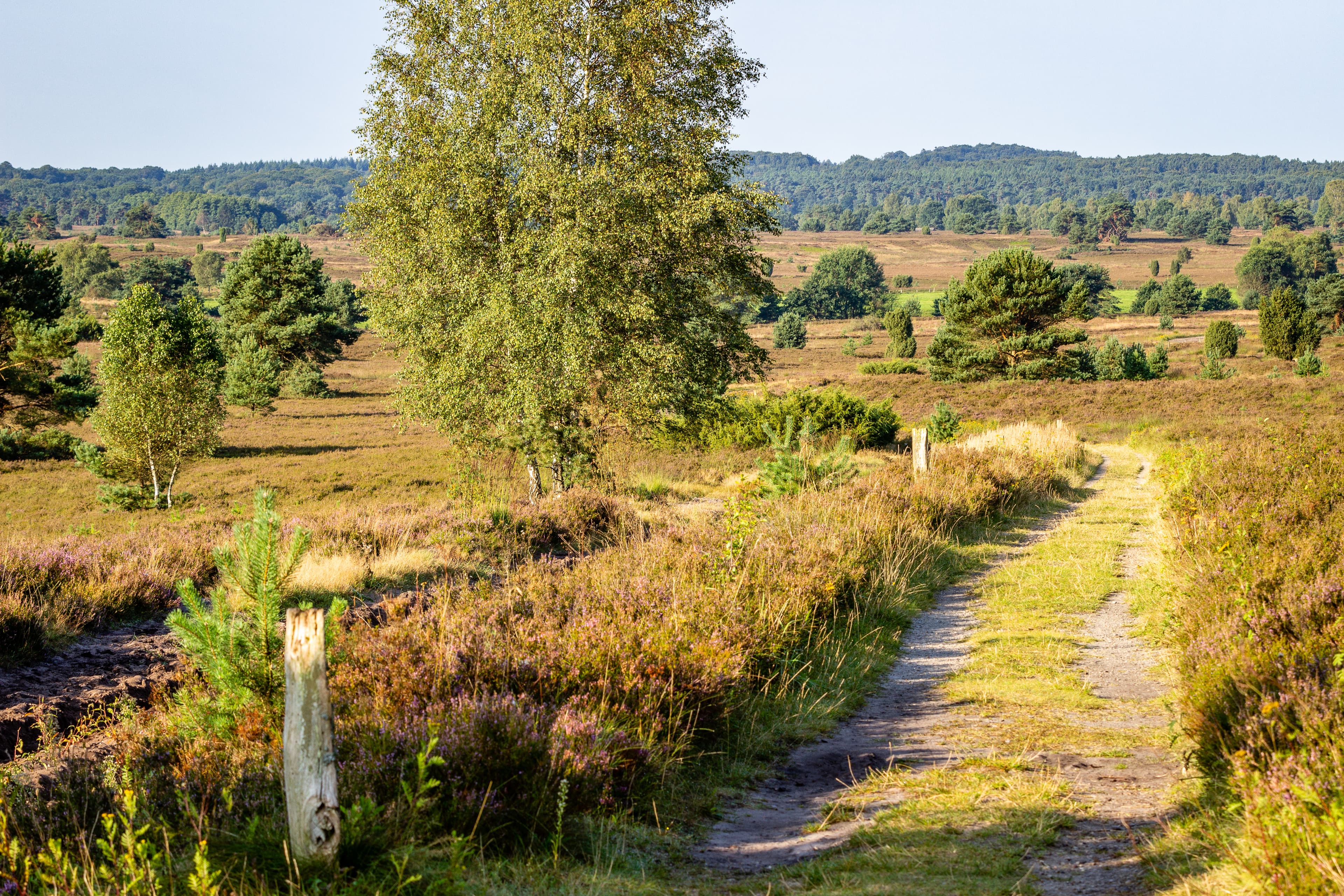 Wandern auf dem Heidschnuckenweg in der Lüneburger Heide