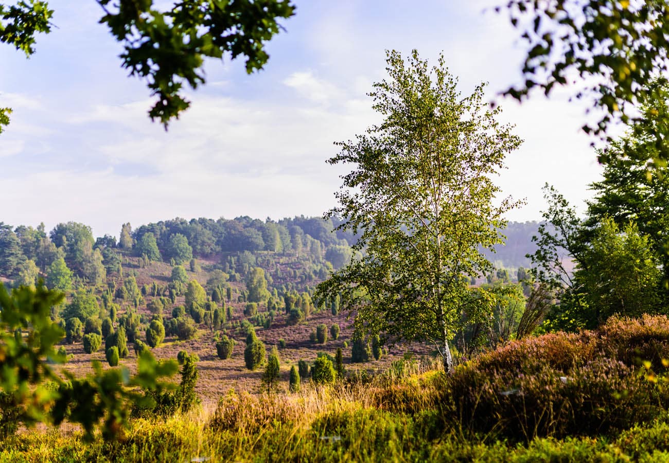 Wandern auf dem Heidschnuckenweg in der Lüneburger Heide