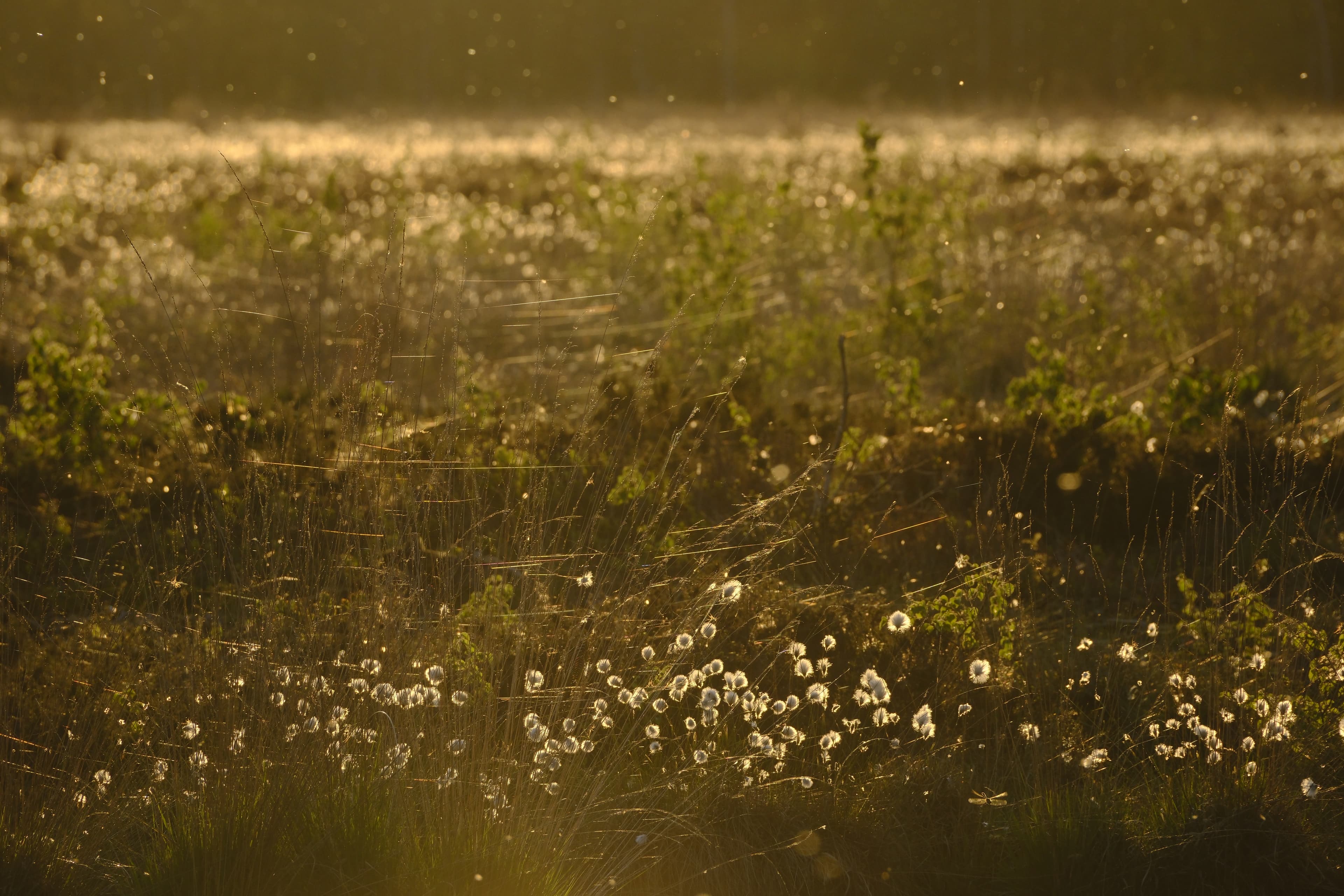 Wandern auf dem Heidschnuckenweg in der Lüneburger Heide