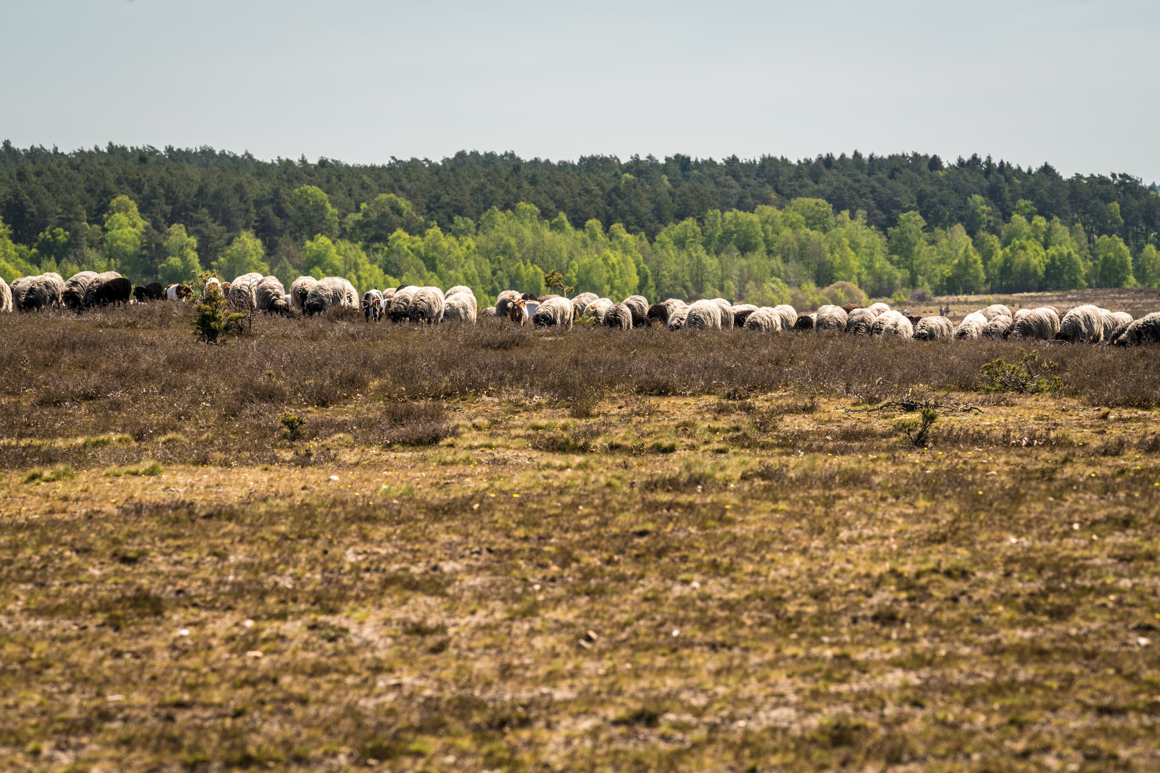 Wandern auf dem Heidschnuckenweg in der Lüneburger Heide