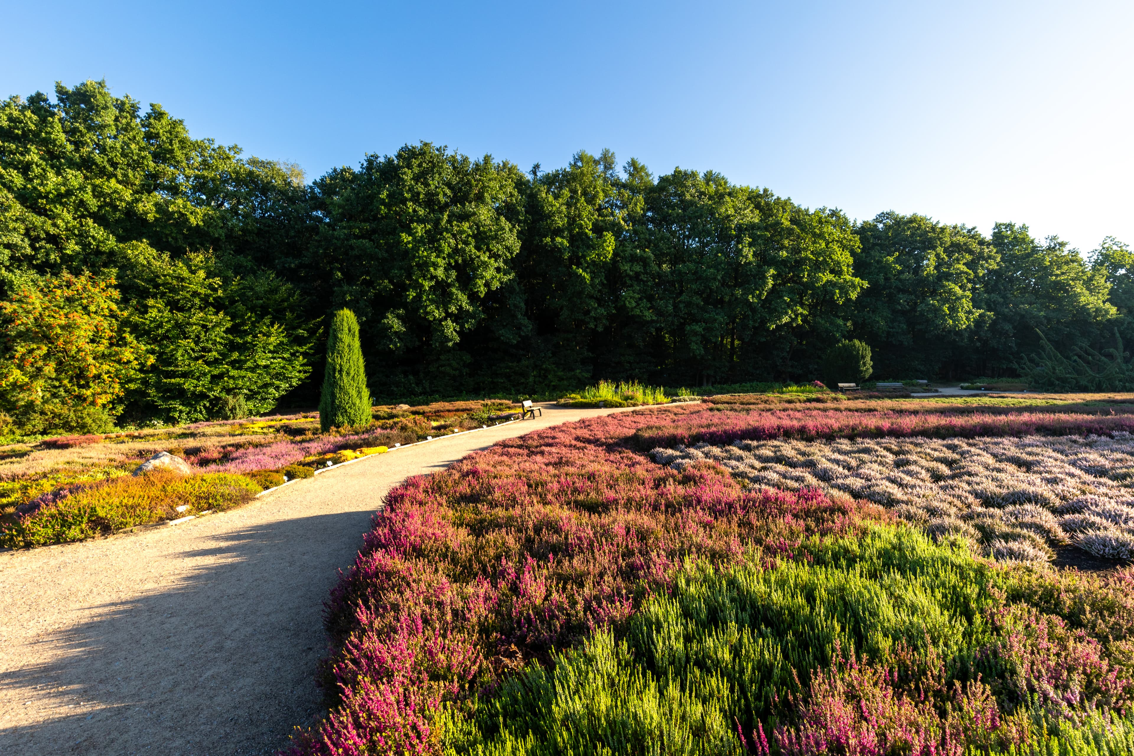 Wandern auf dem Heidschnuckenweg in der Lüneburger Heide