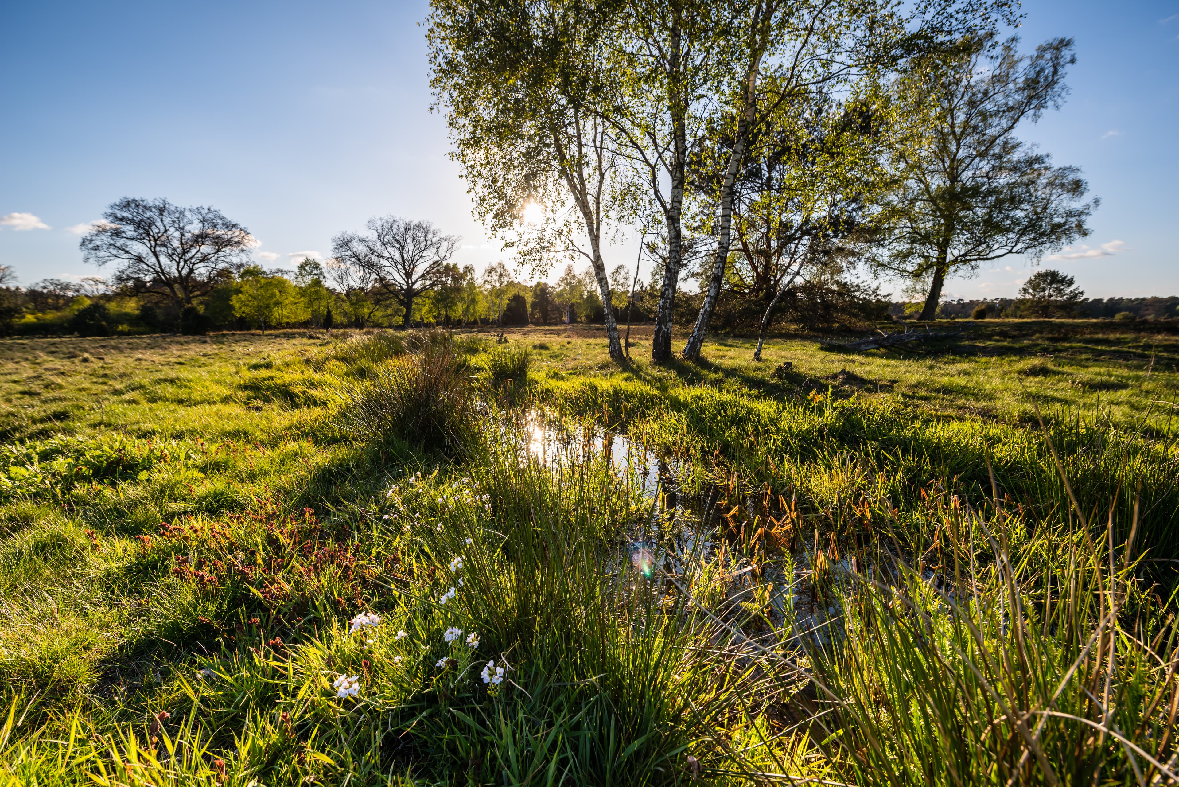 Wandern auf dem Heidschnuckenweg in der Lüneburger Heide