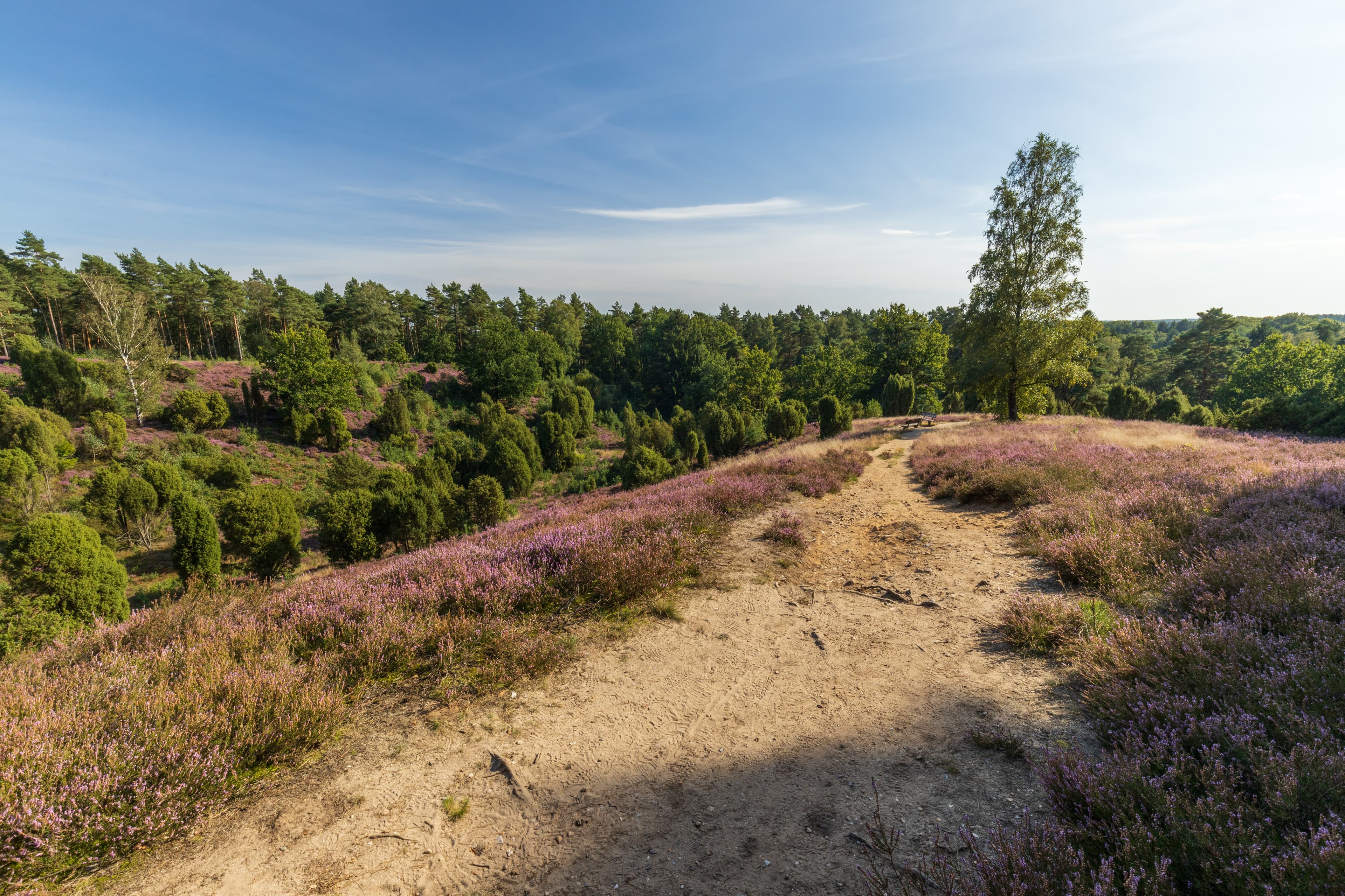 Wandern auf dem Heidschnuckenweg in der Lüneburger Heide