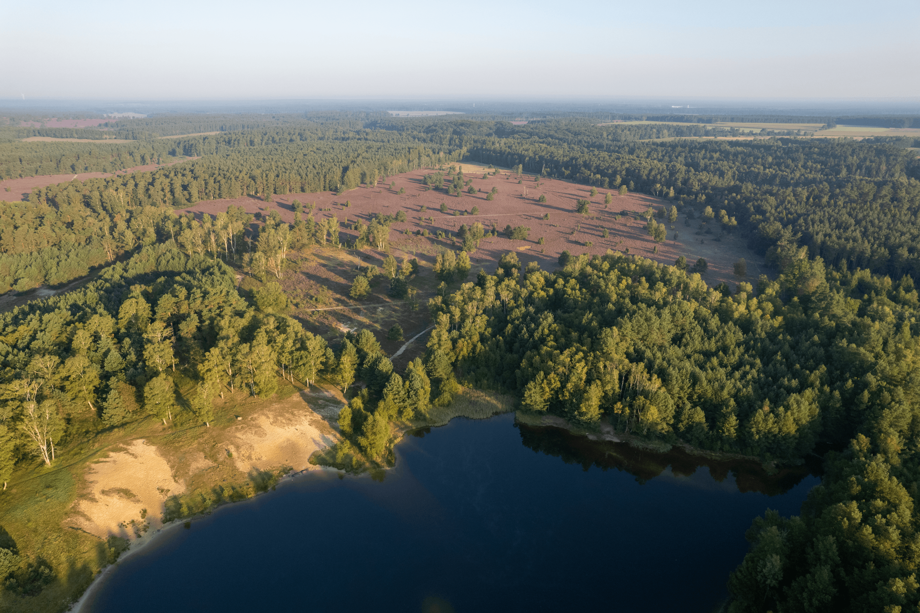 Oberoher Heide Heideblüte