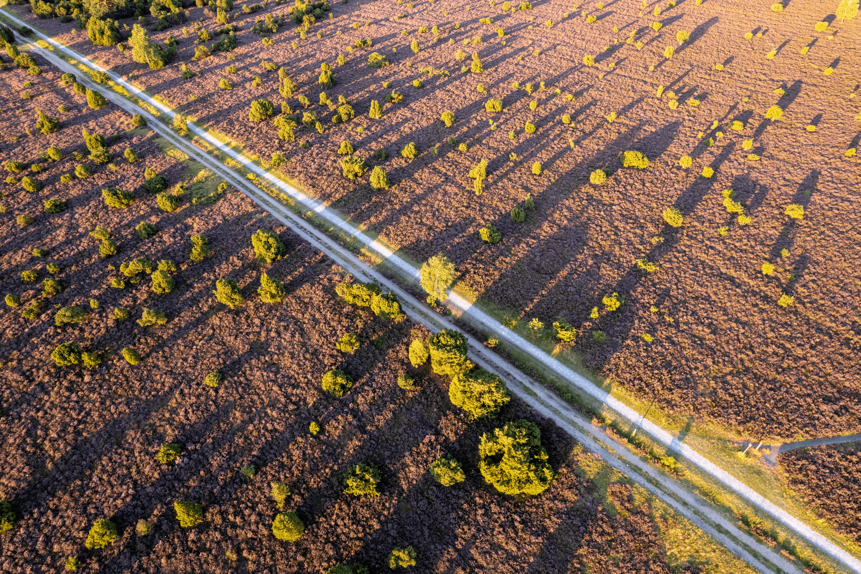 Wacholderwald Schmarbeck