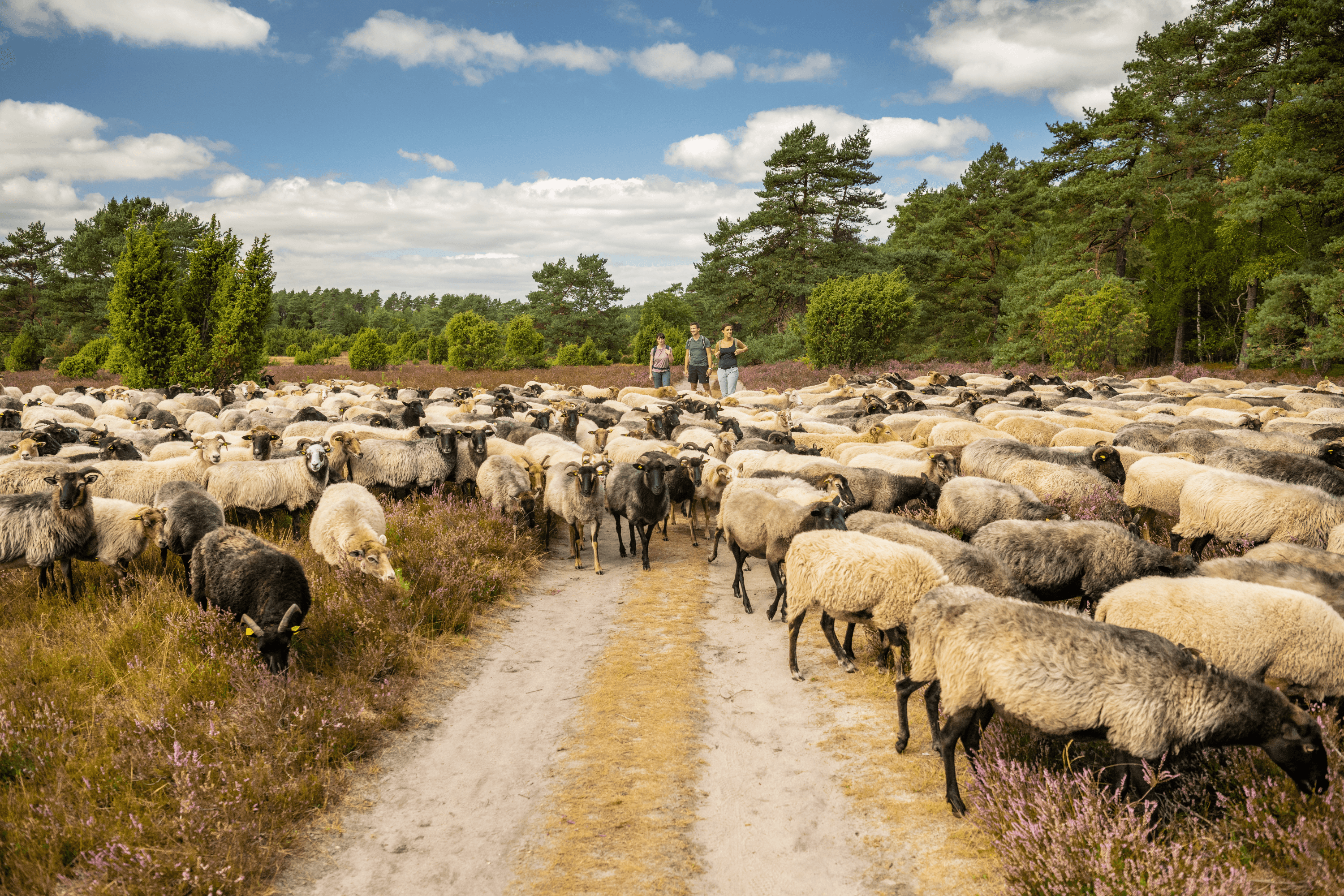 Heidschnucken im Tiefental bei Hermannsburg
