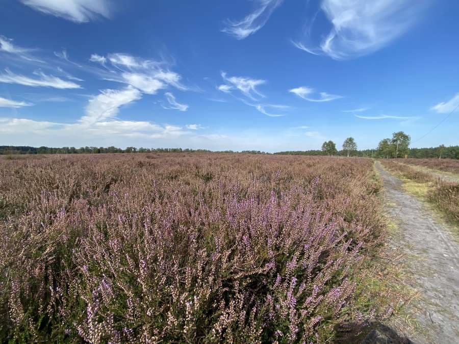 Wandern auf dem Heidschnuckenweg in der Lüneburger Heide