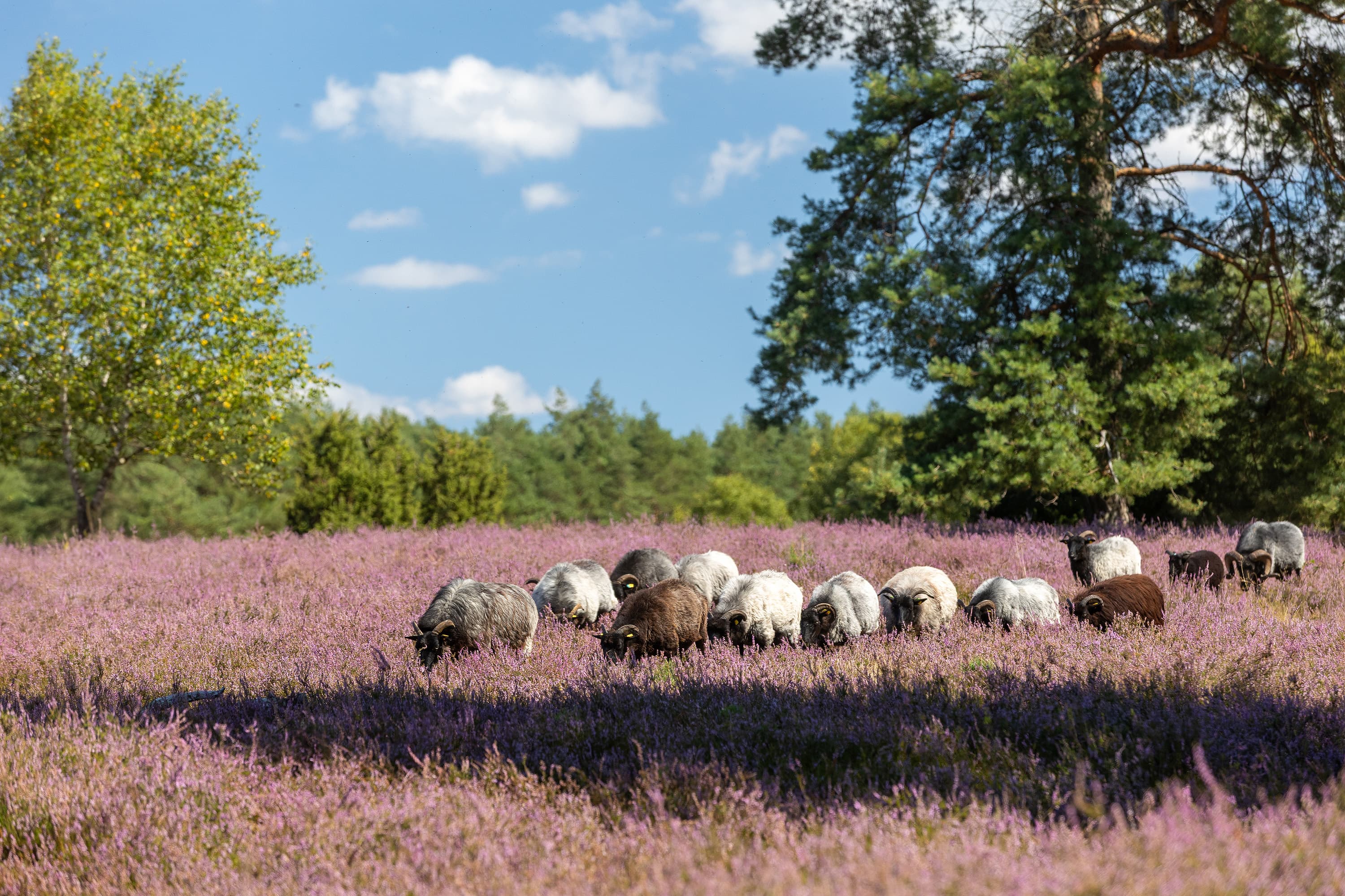 Heidschnucken in der Misselhorner Heide bei HermannsburgHeidschnucken in the Misselhorner Heide near HermannsburgHeidschnucken i Misselhorner Heide nær HermannsburgHeidschnucken in de Misselhorner Heide bij Hermannsburg