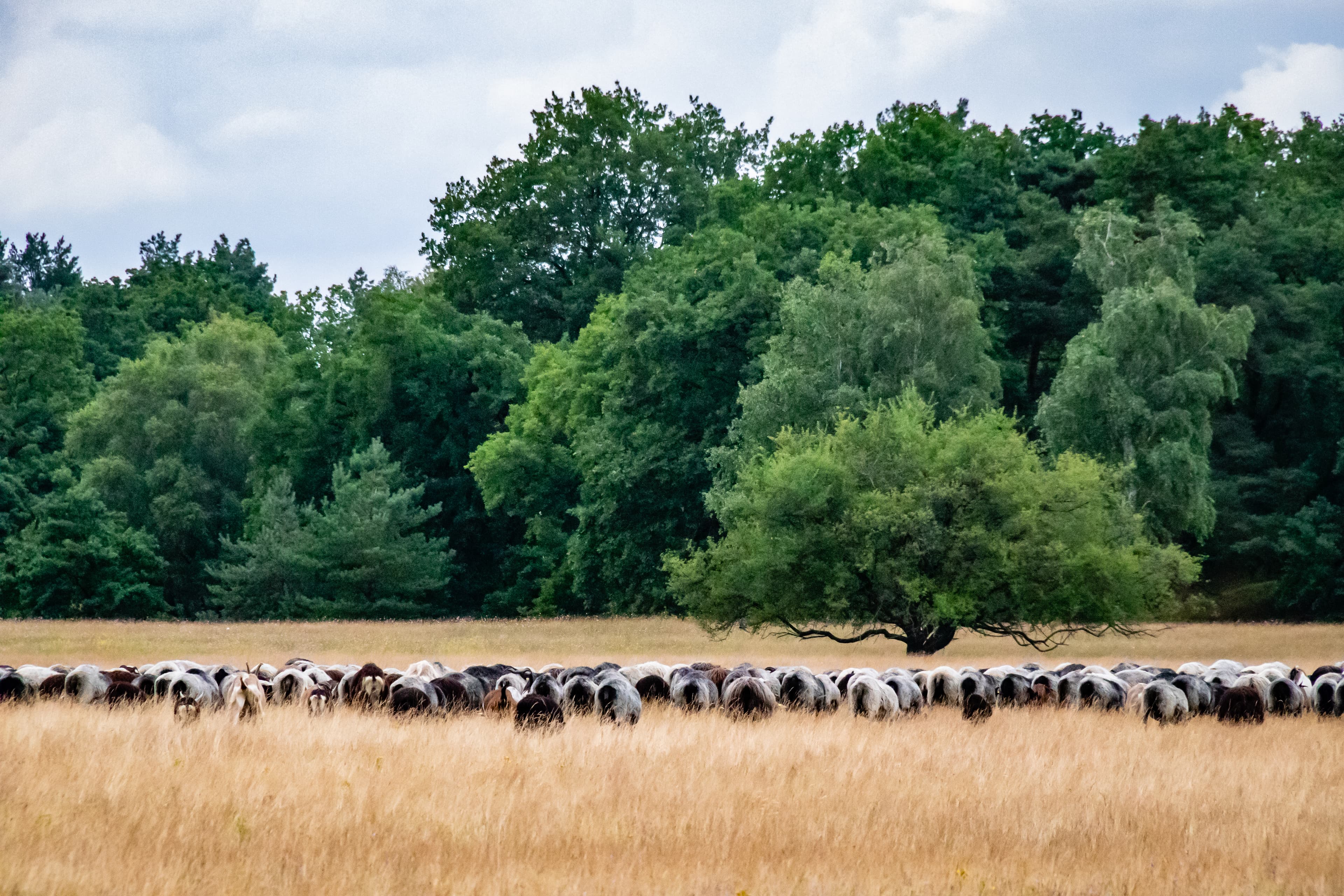 Heidschnucken auf Magerrasen in Camp Reinsehlen