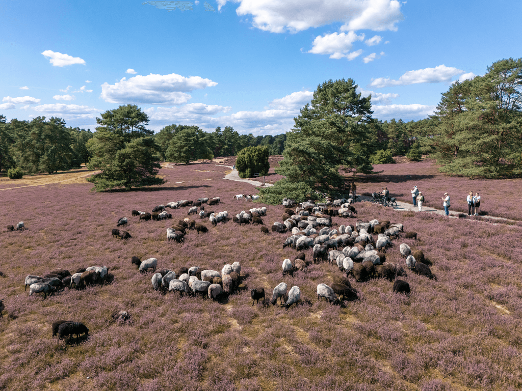 Heidschnucken und Schäfer in der Misselhorner Heide beim Eintrieb_