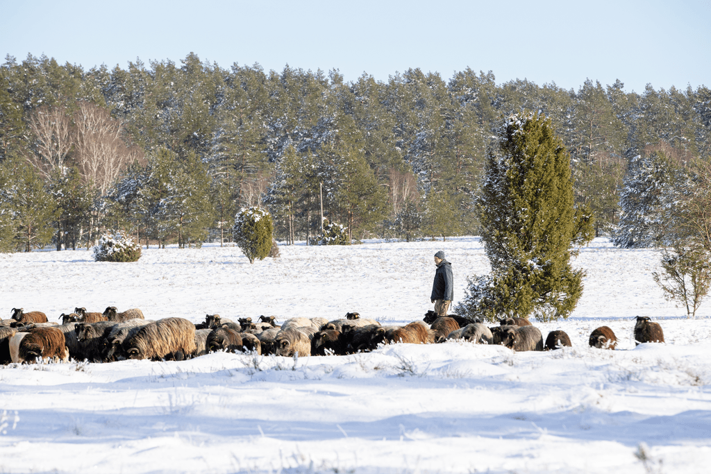 Oberoher Heide, Heidschnucken im Schnee