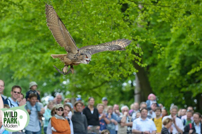 wildpark mueden oertze, naturpark suedheide, lueneburger heide