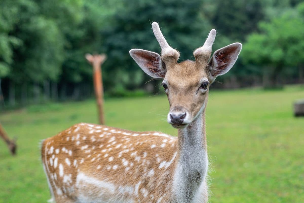 Wildpark Müden - Tierisch nah dran!