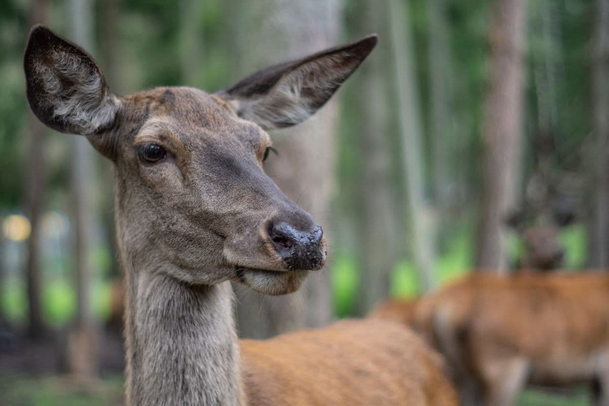 Wildpark Müden - Tierisch nah dran!