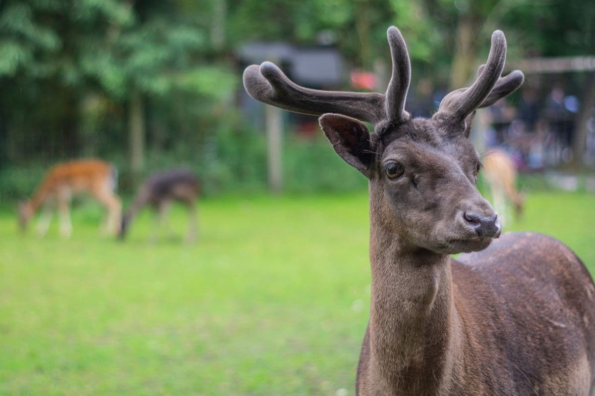 Wildpark Müden - Tierisch nah dran!