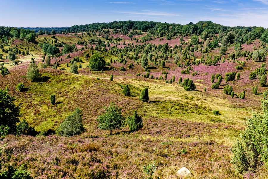 Der Totengrund ist ein Talkessel bei Wilsede, besonders schön ist er zur Heideblüte